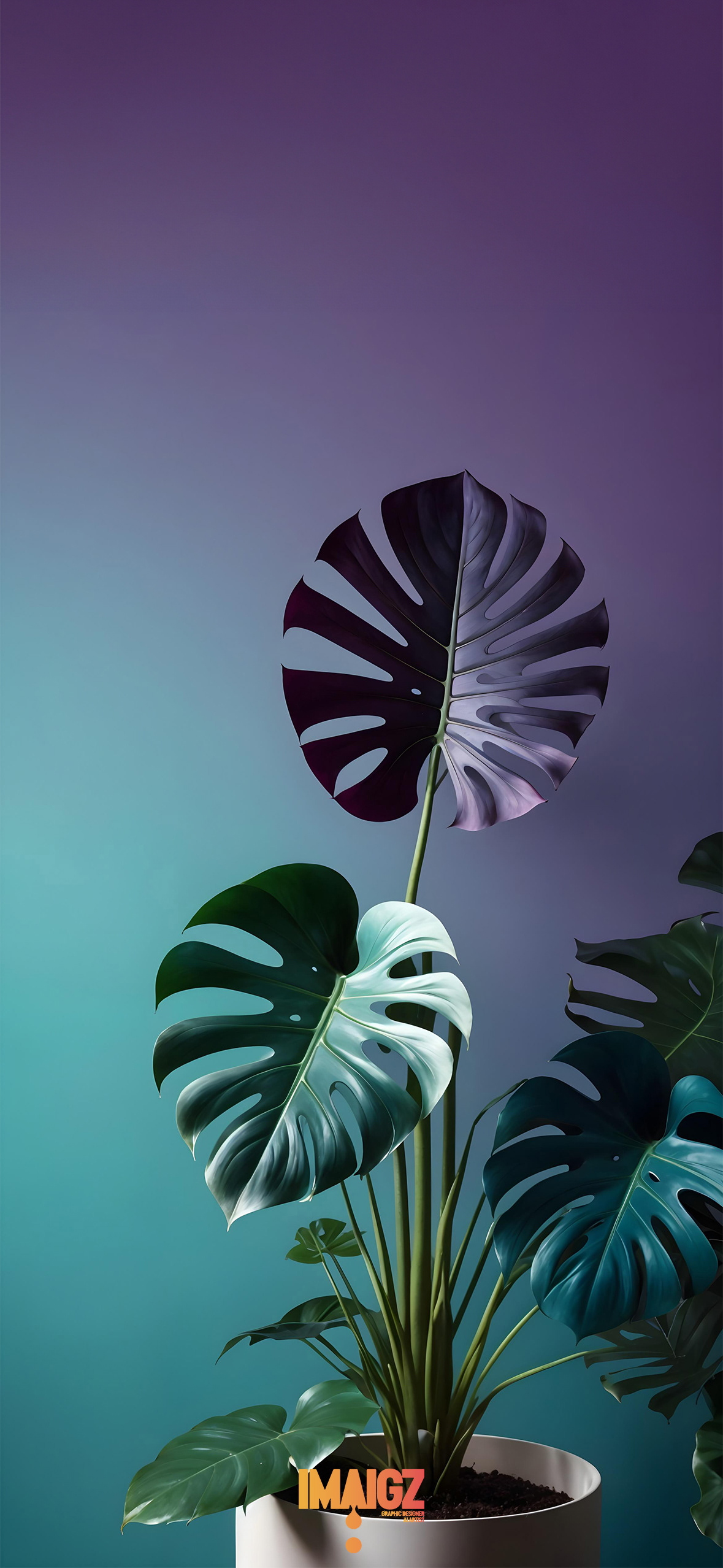 Monstera Plant