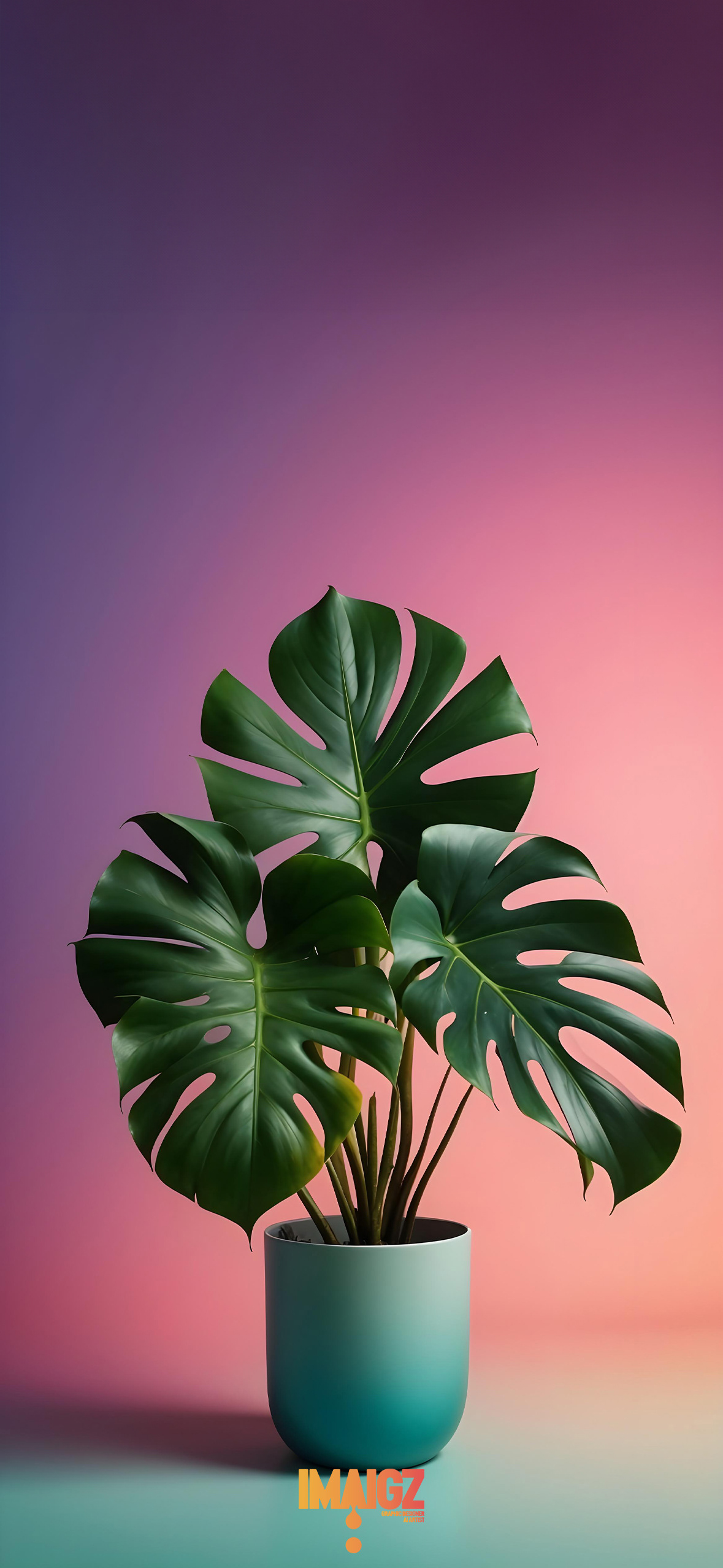 Monstera Plant