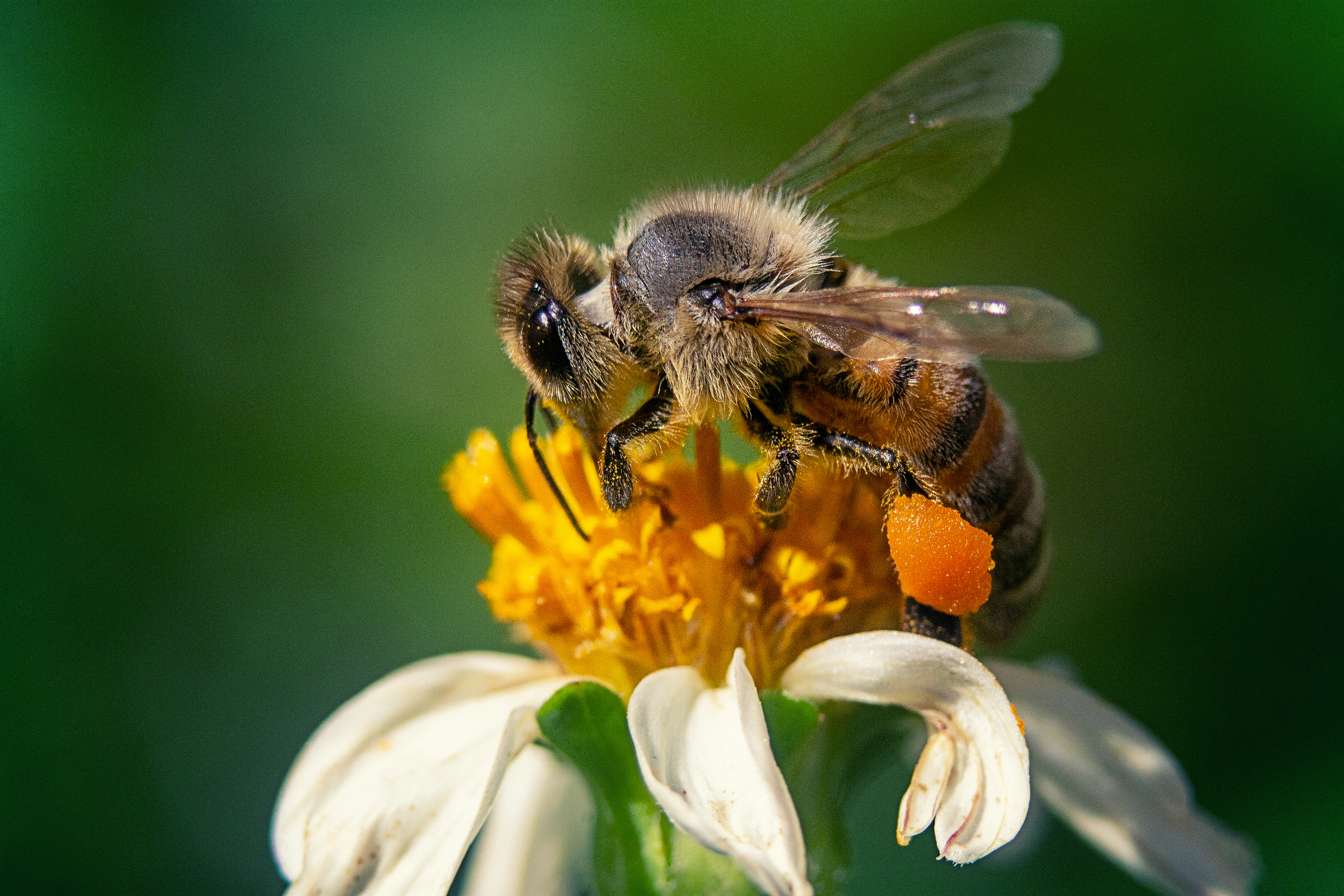 Wesp / Wasp
