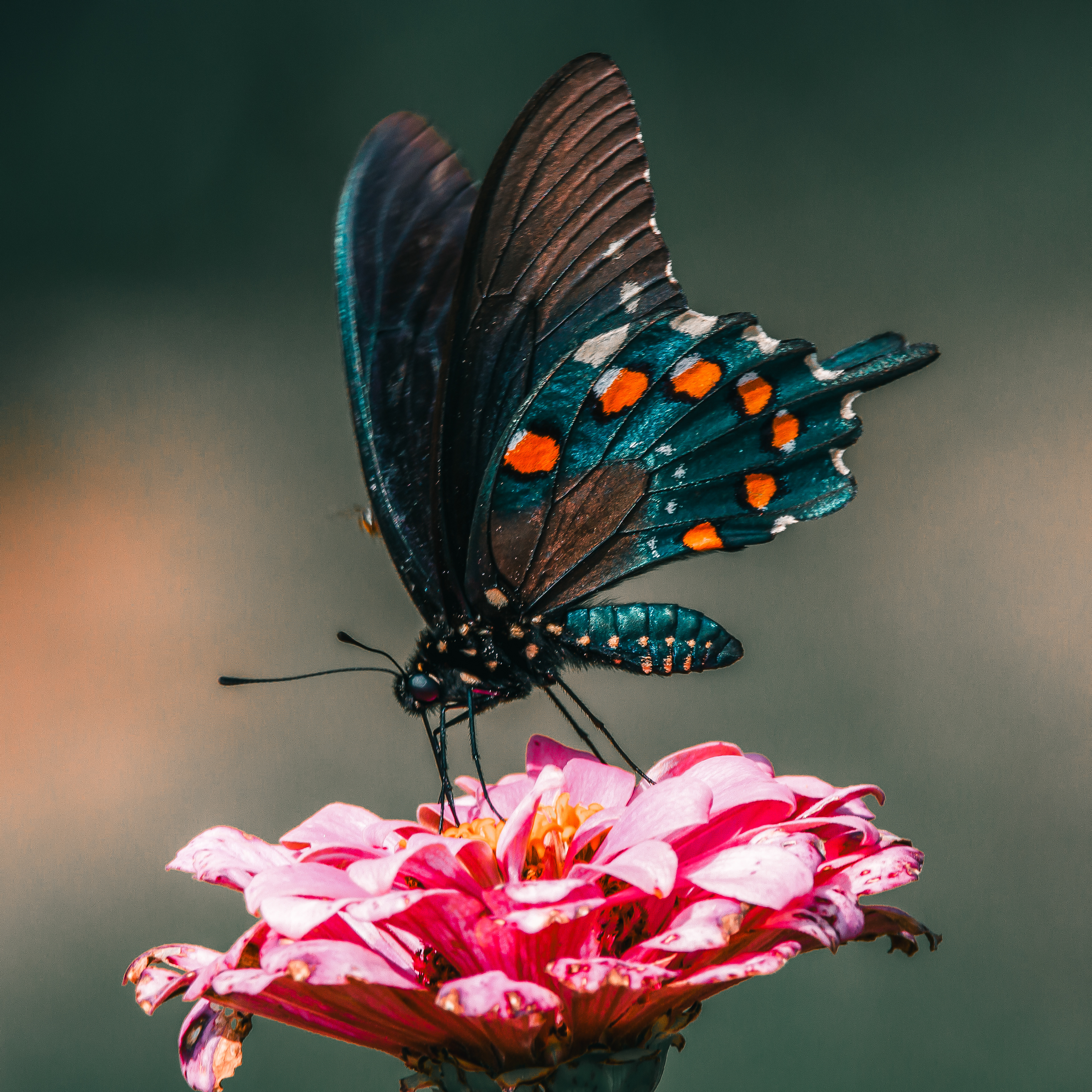 Butterfly / Vlinder