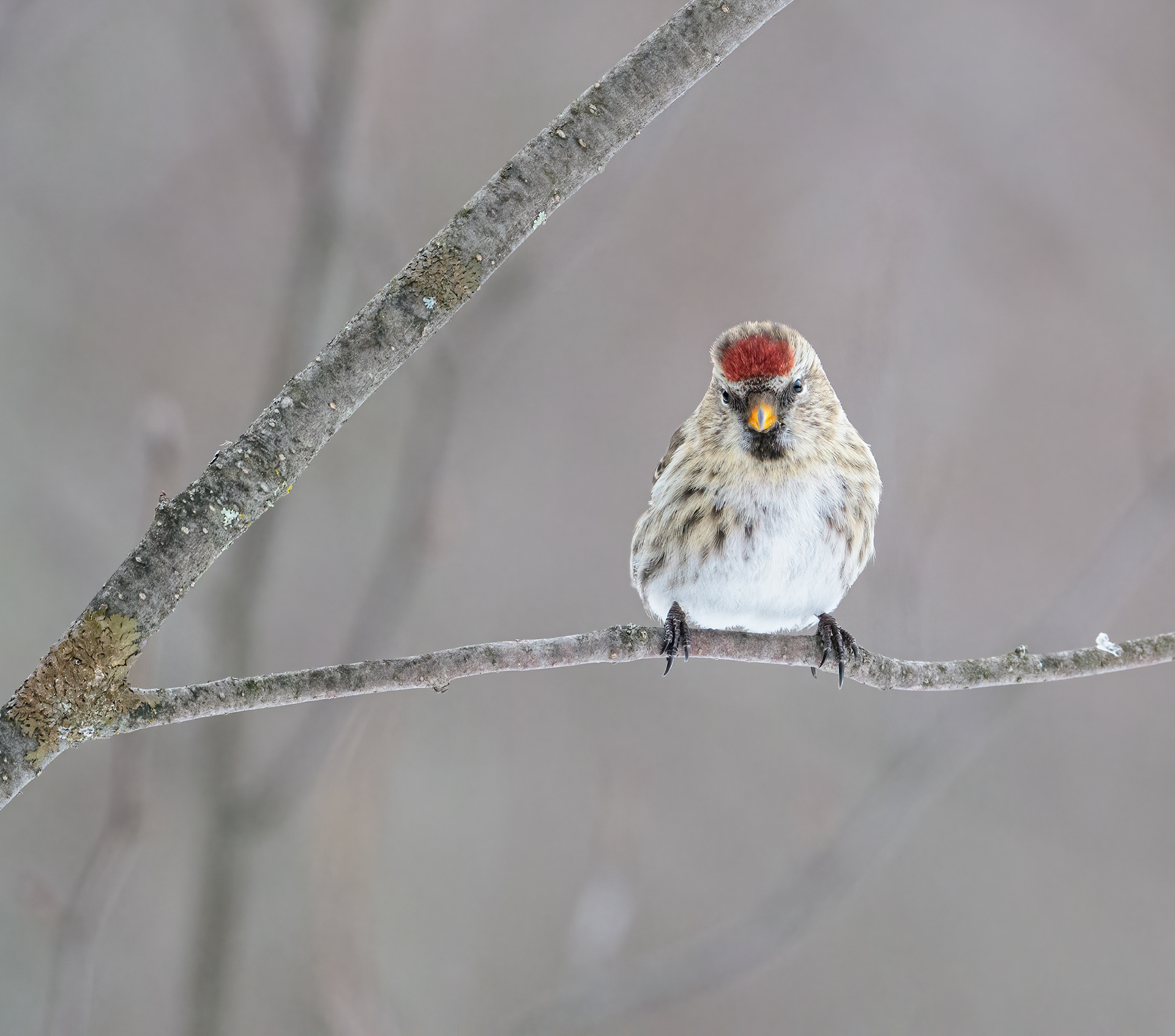 Common Redpoll