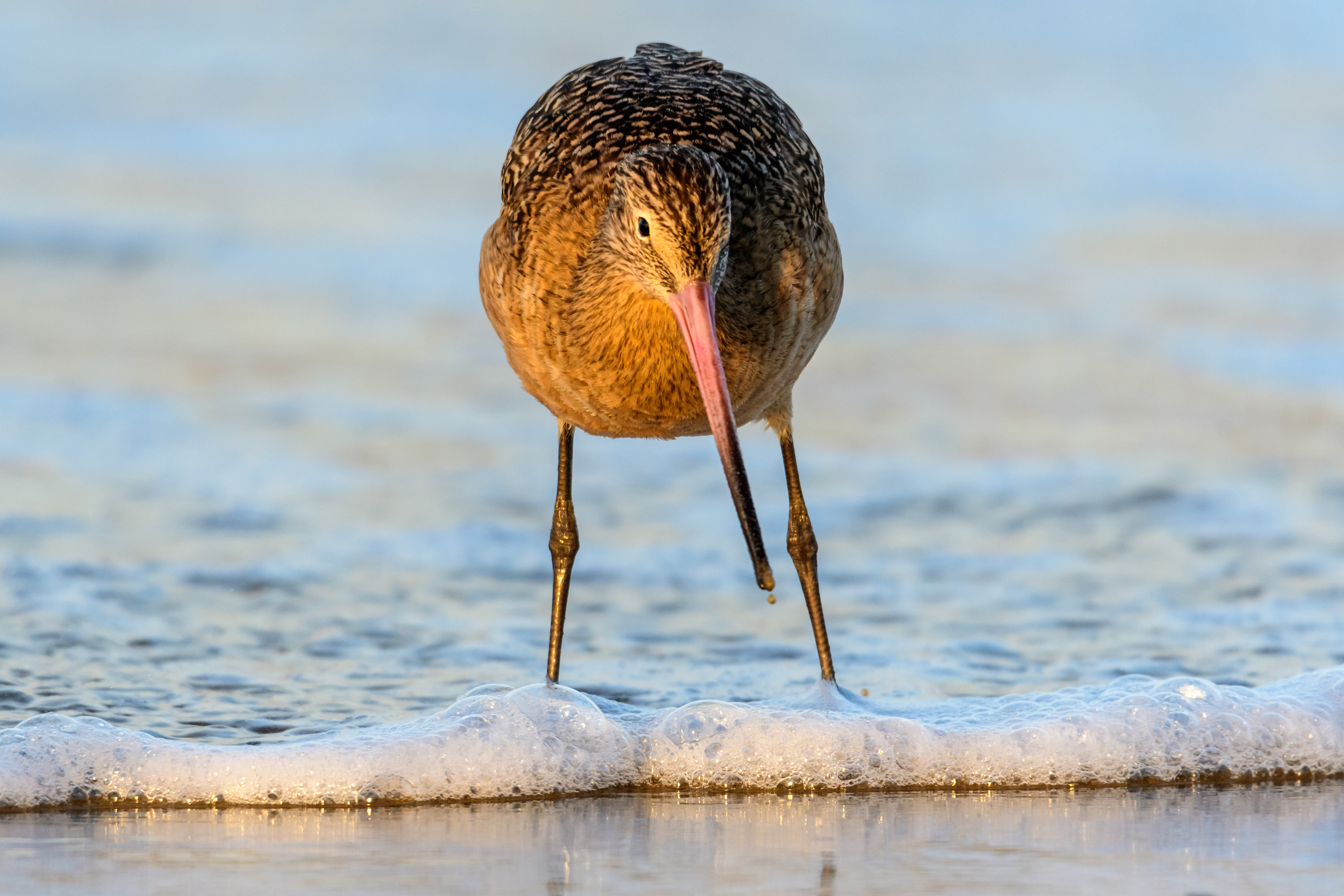 Marbled Godwit, Hermosa Beach, CA