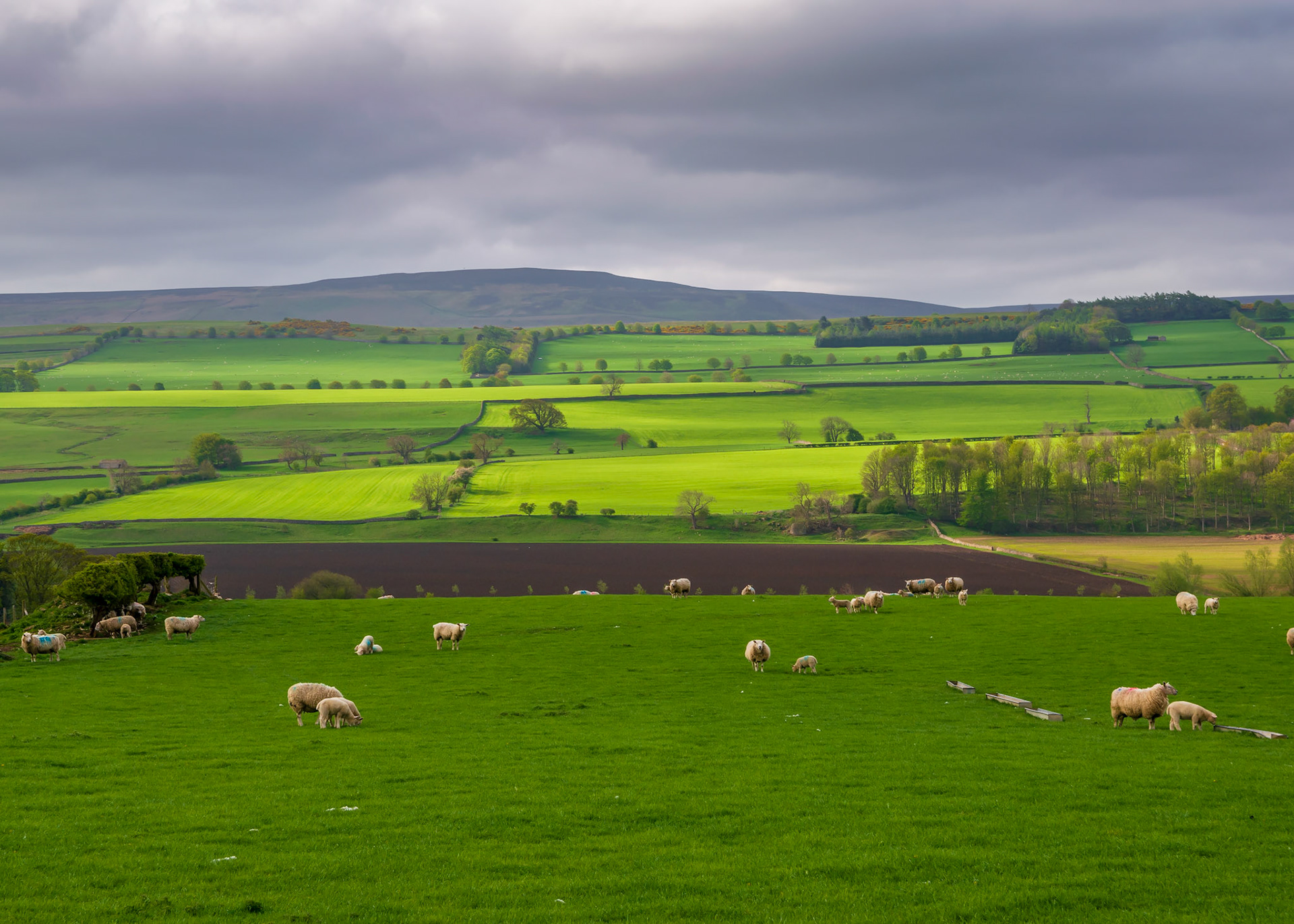 Sheep on the Yorkshire Dales