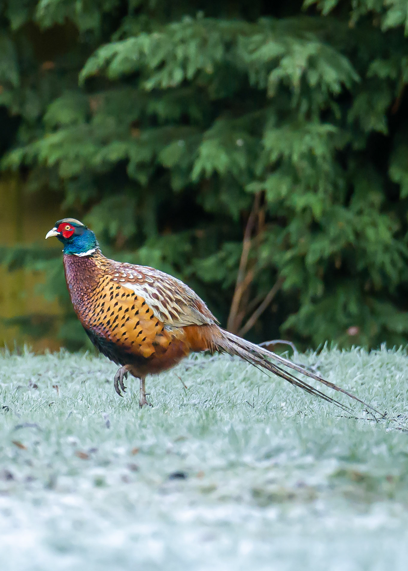The Proud Pheasant