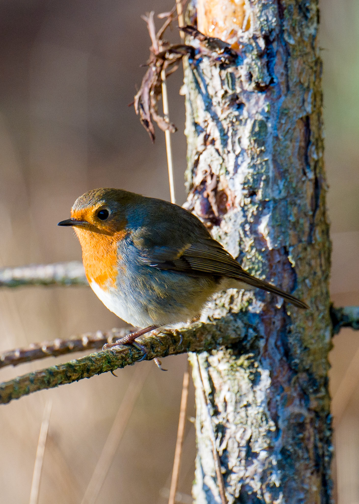 Robin in the Woods