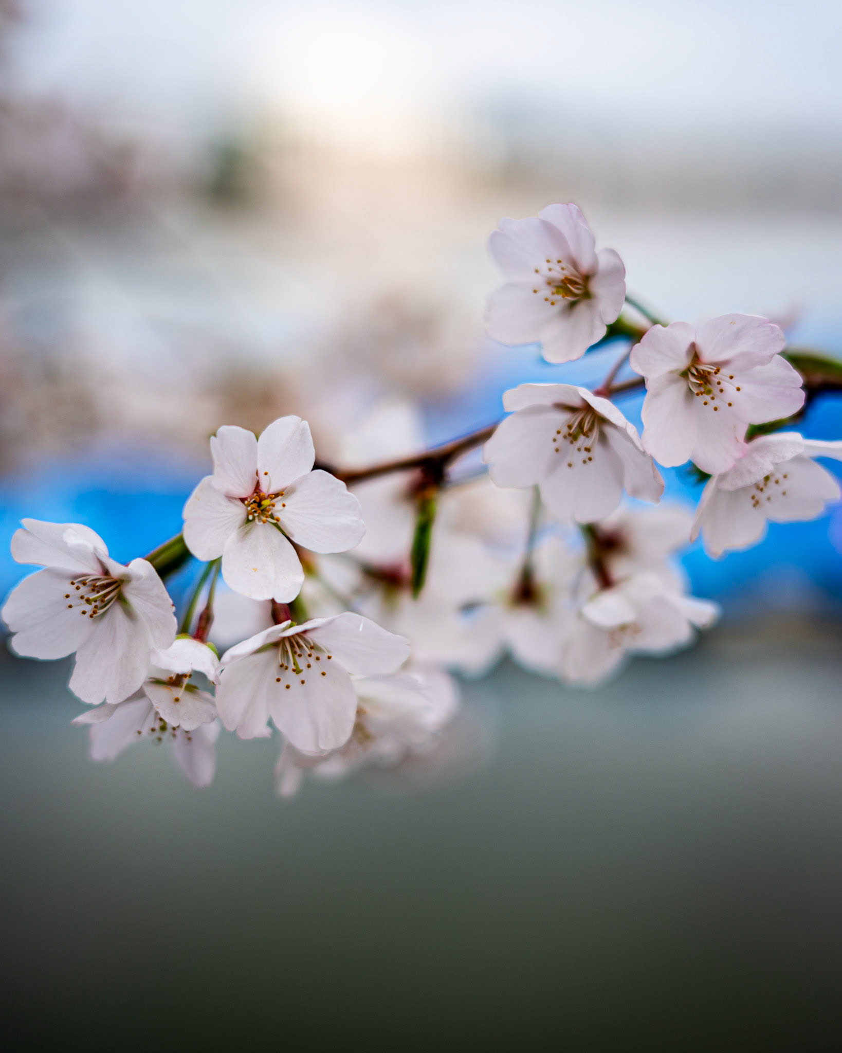 Washington D.C. Cherry Blossoms
