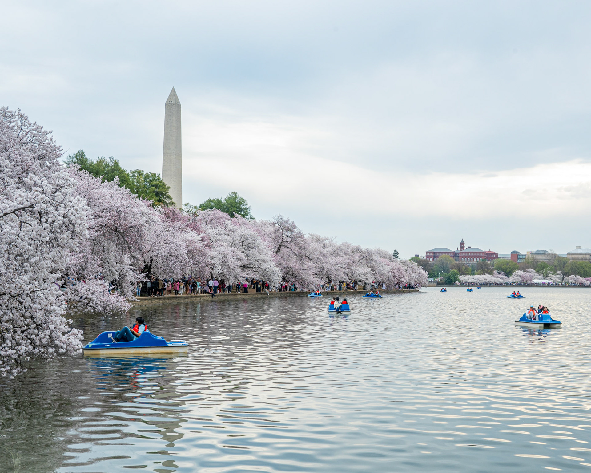 Washington D.C. Cherry Blossoms