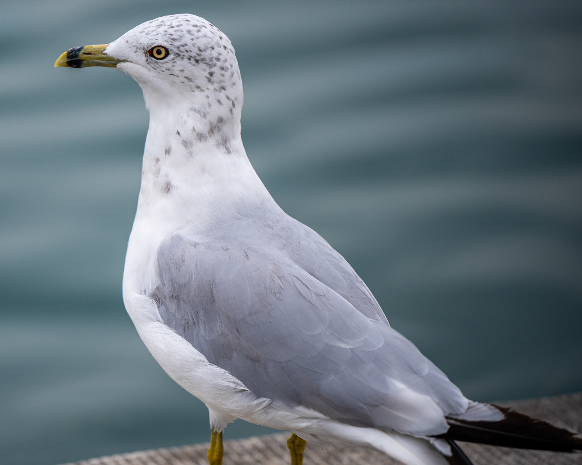 Capitol Reflecting Pool