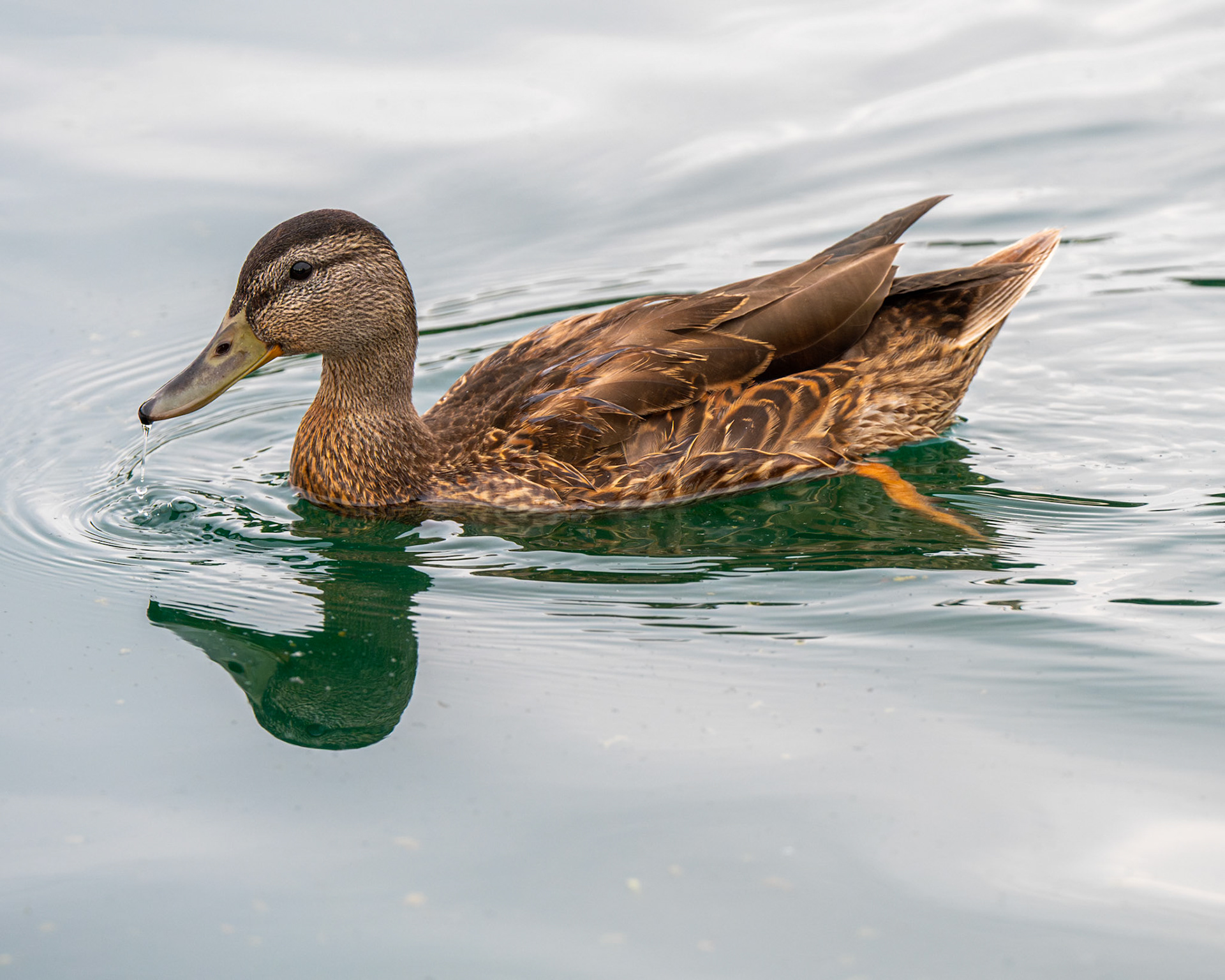 Capitol Reflecting Pool