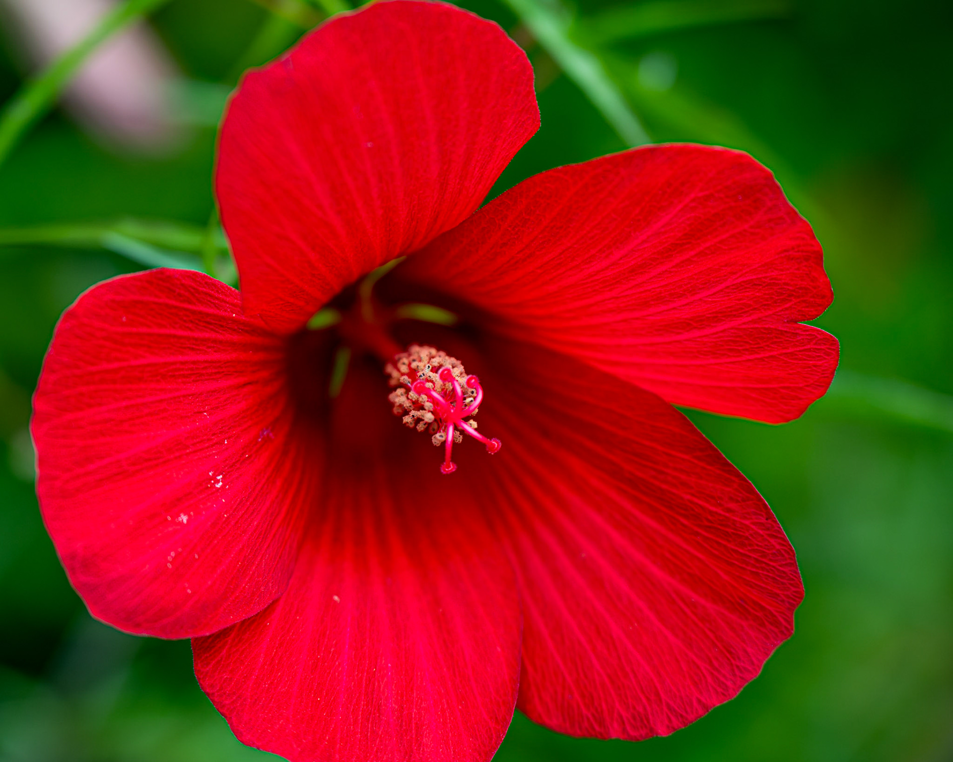 United States Botanic Garden