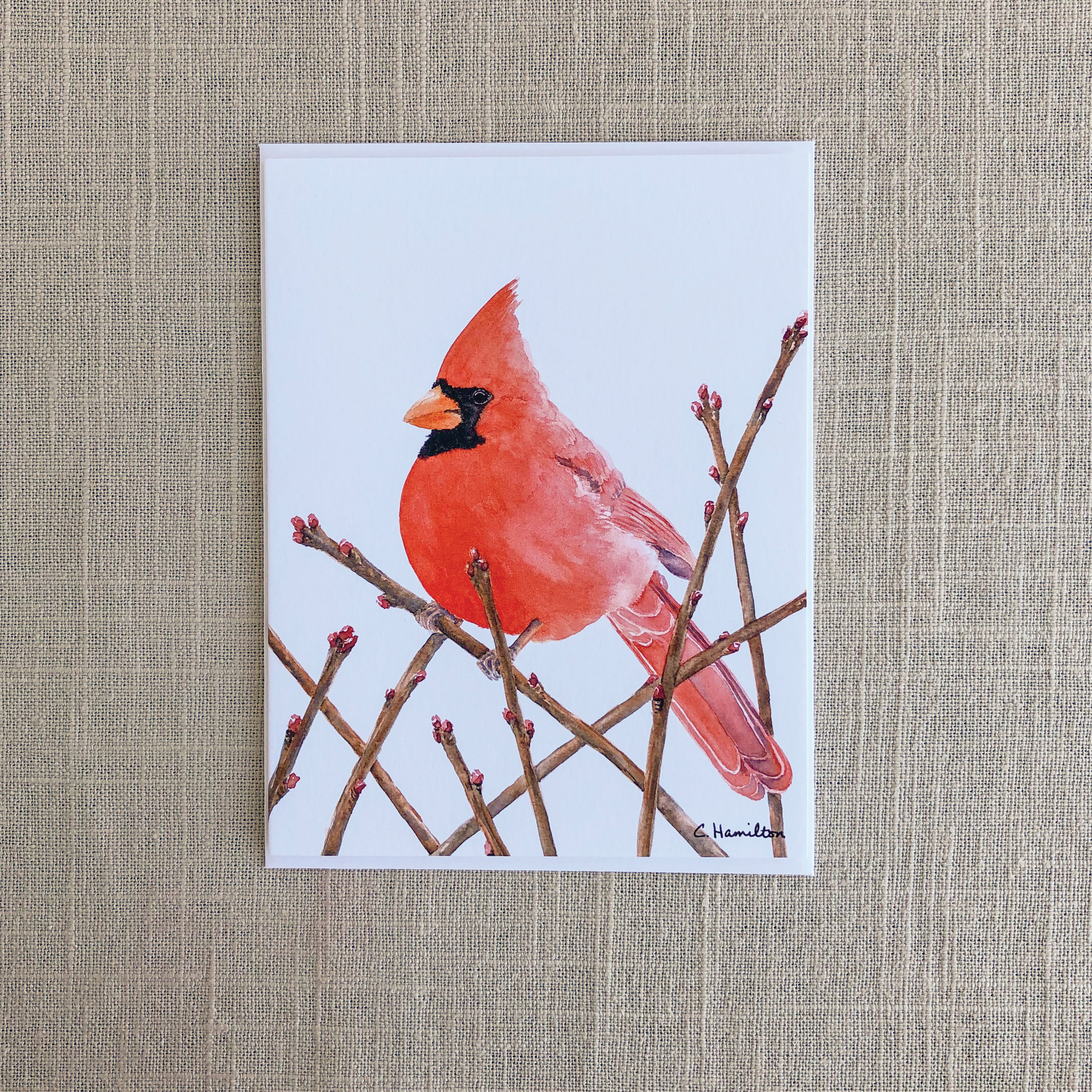 Red Male Cardinal