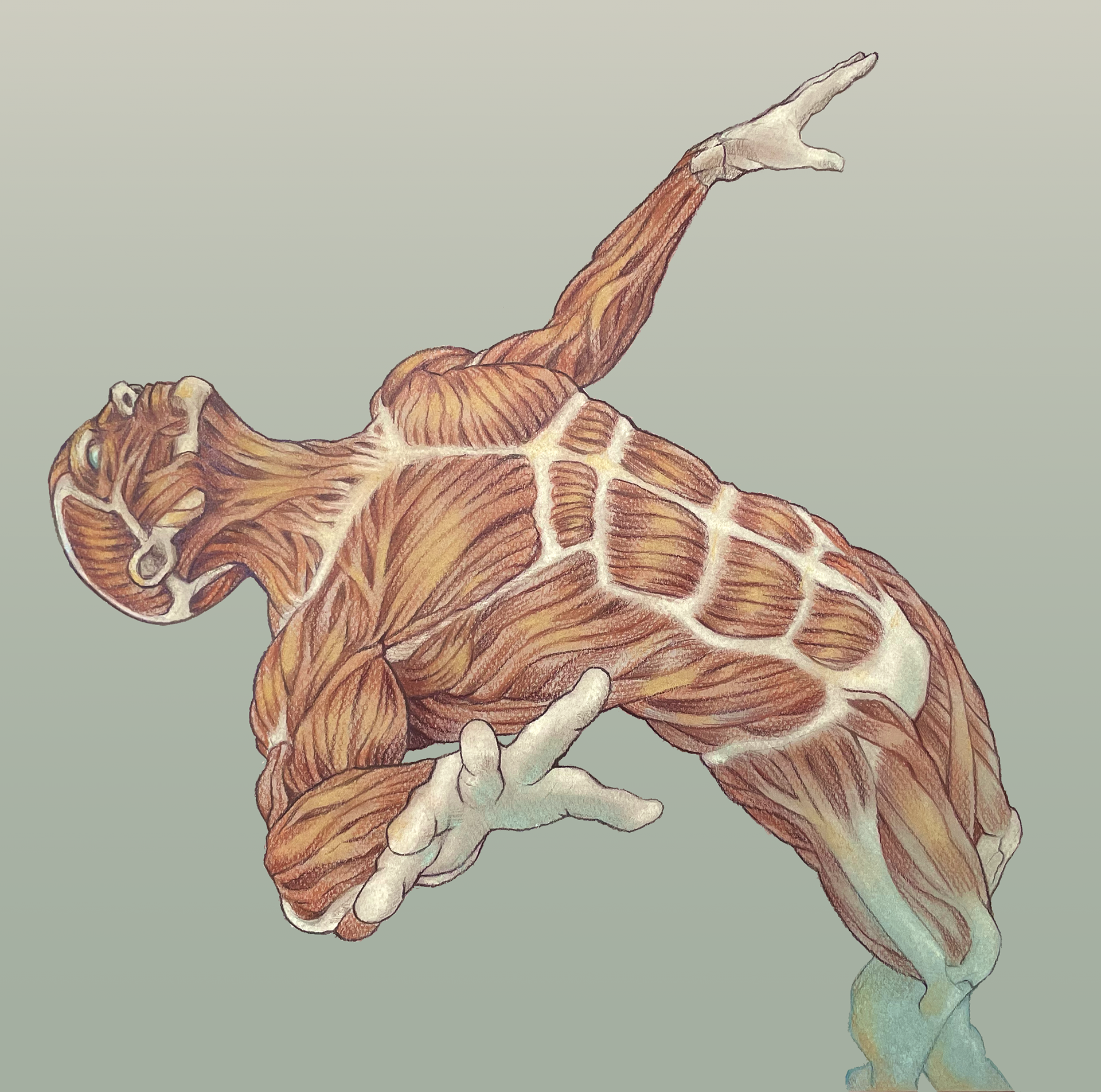 Figure Écorché, 2022. Media: chalk pastel, pencil crayon, toned paper, digital