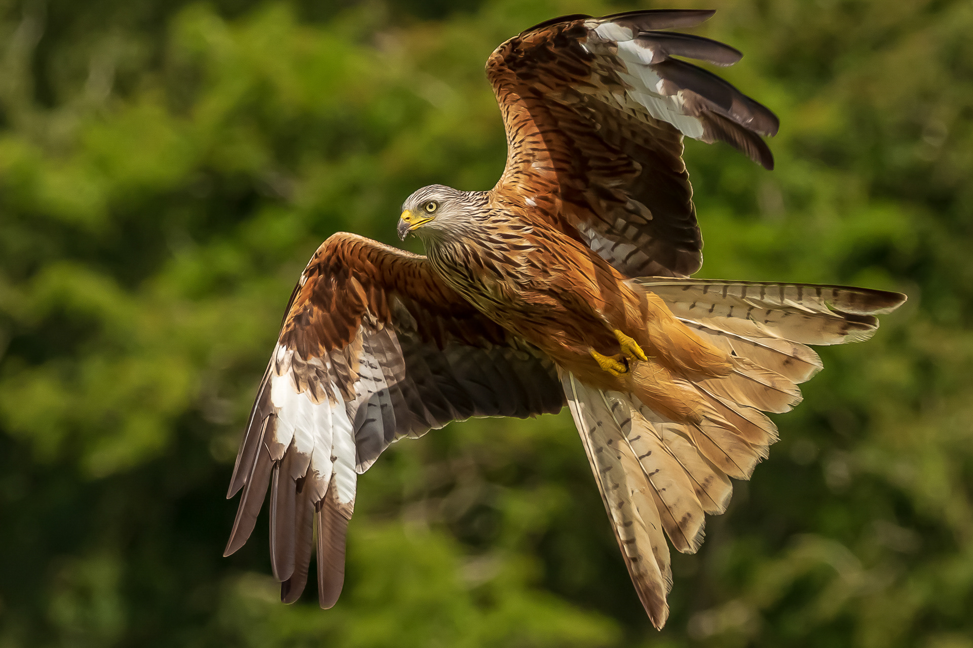 Joel Osborn Photography