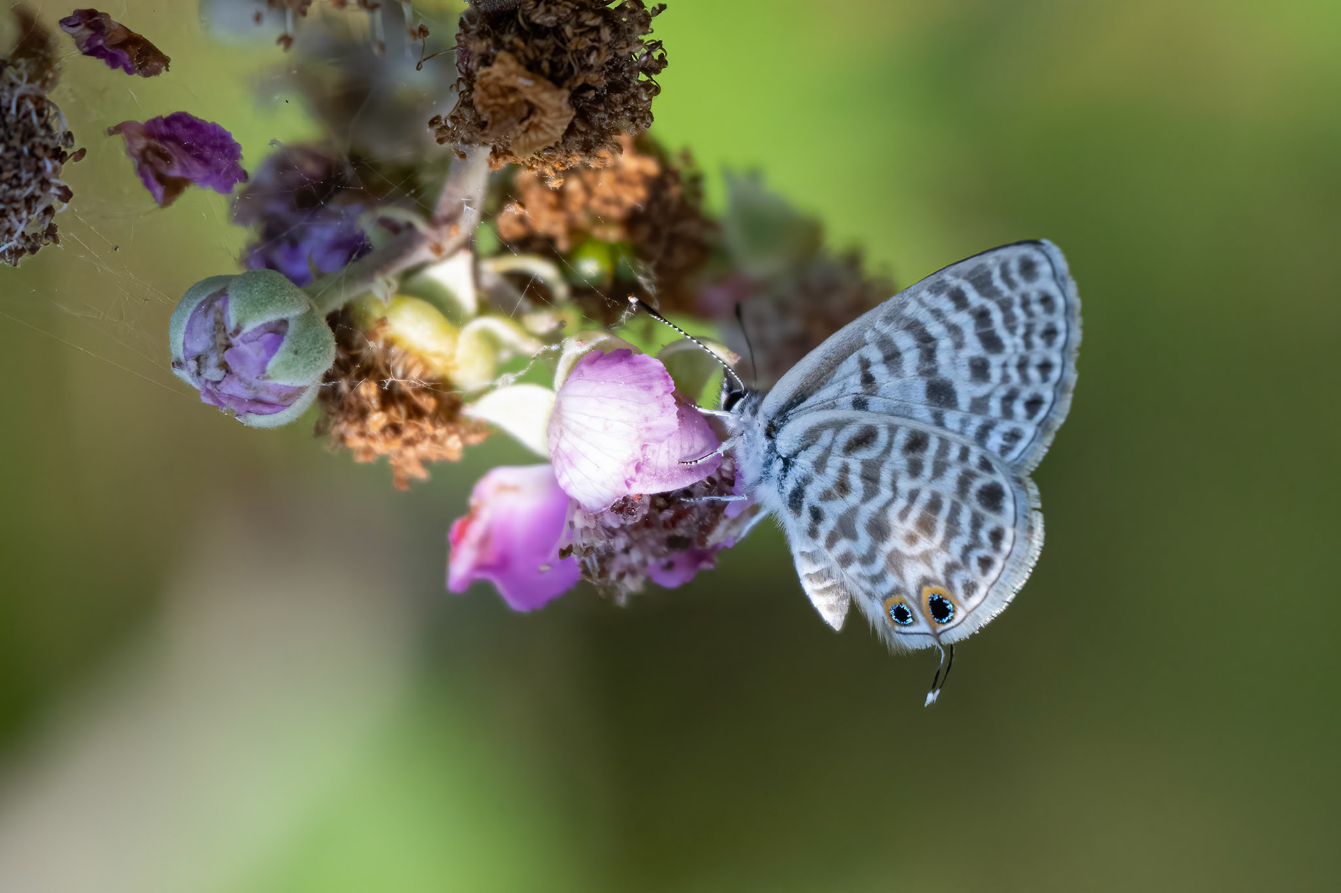 Lille vandreblåfugl