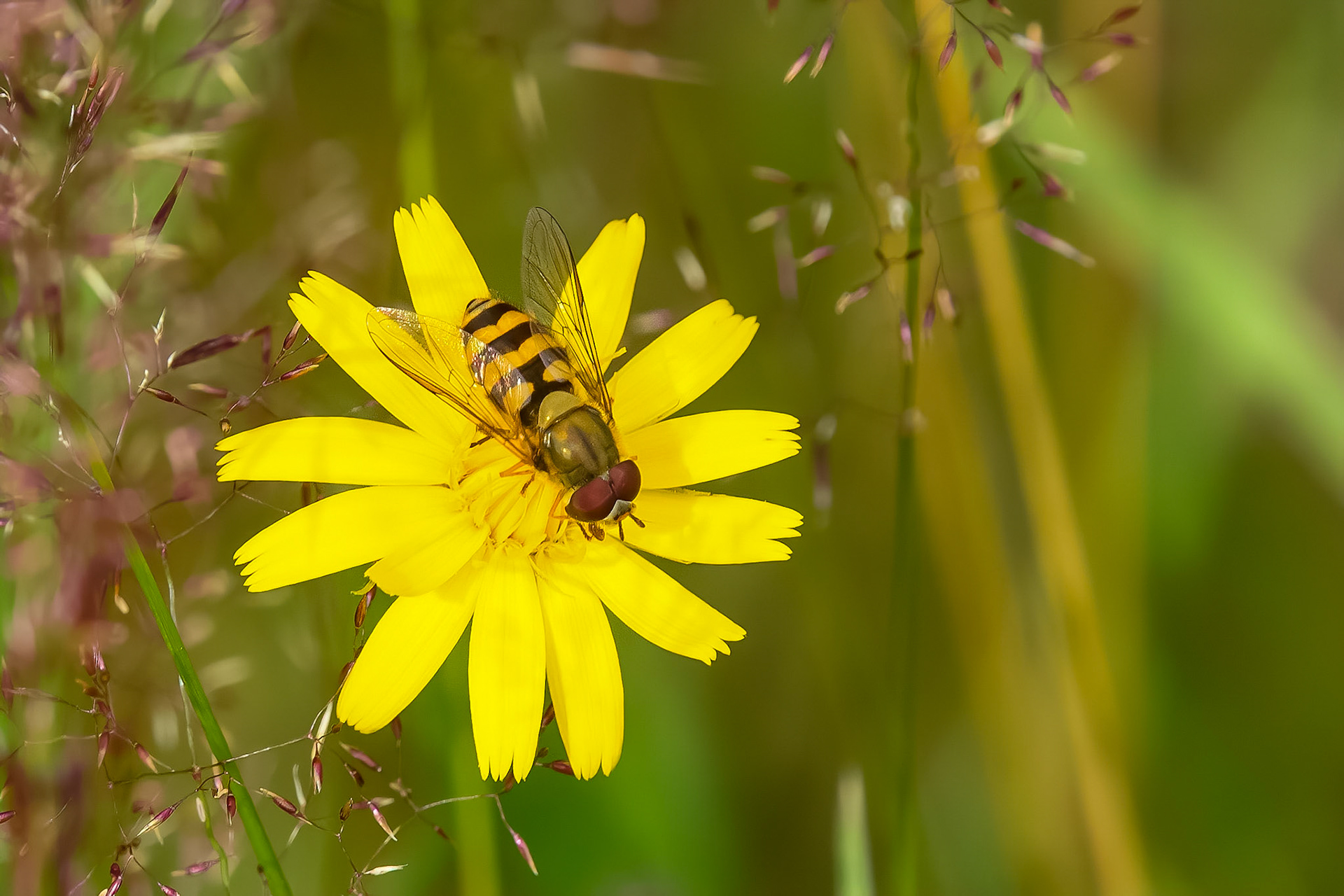 Almindelig havesvirreflue