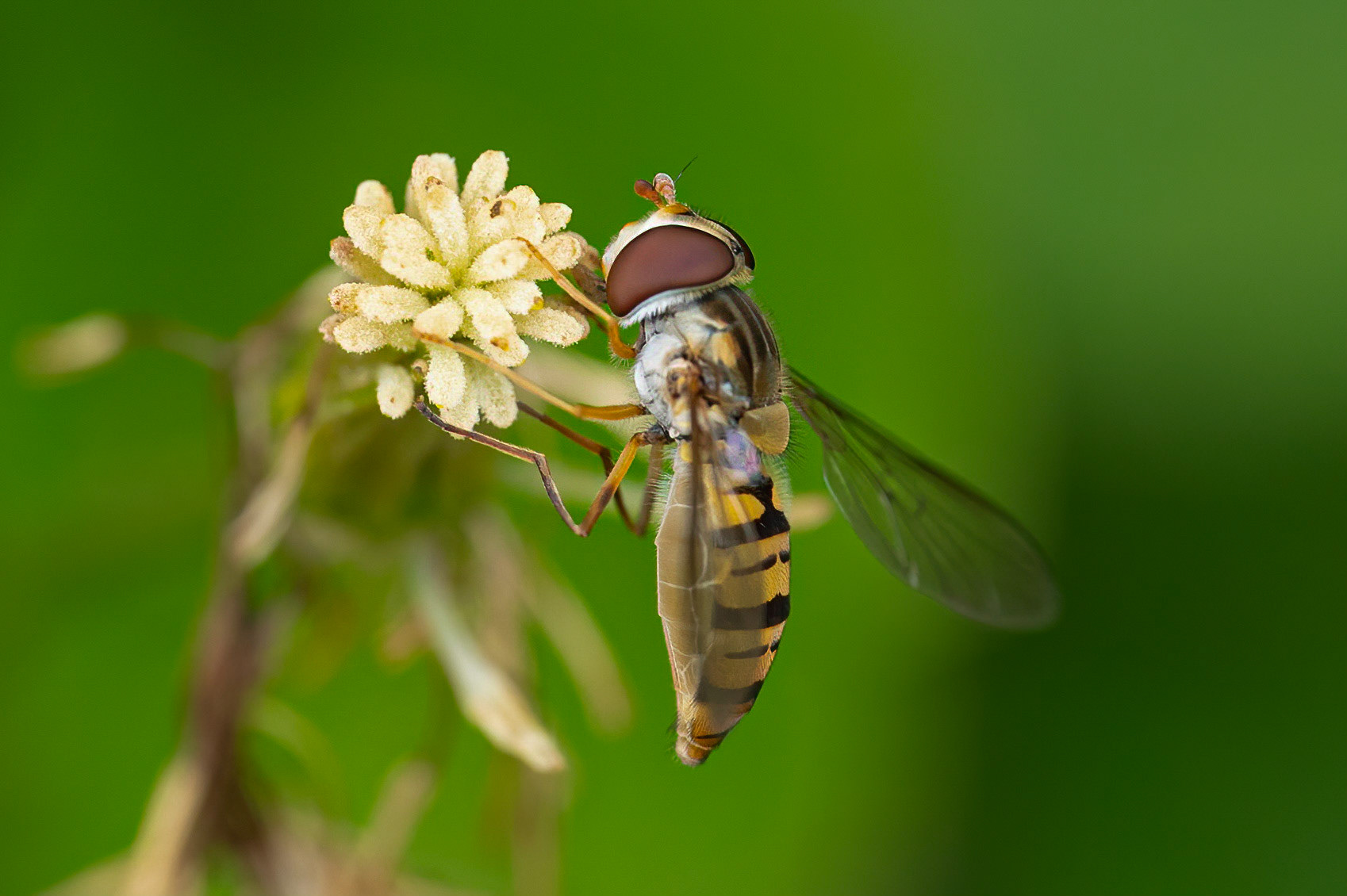 Dobbeltbåndet svirreflue