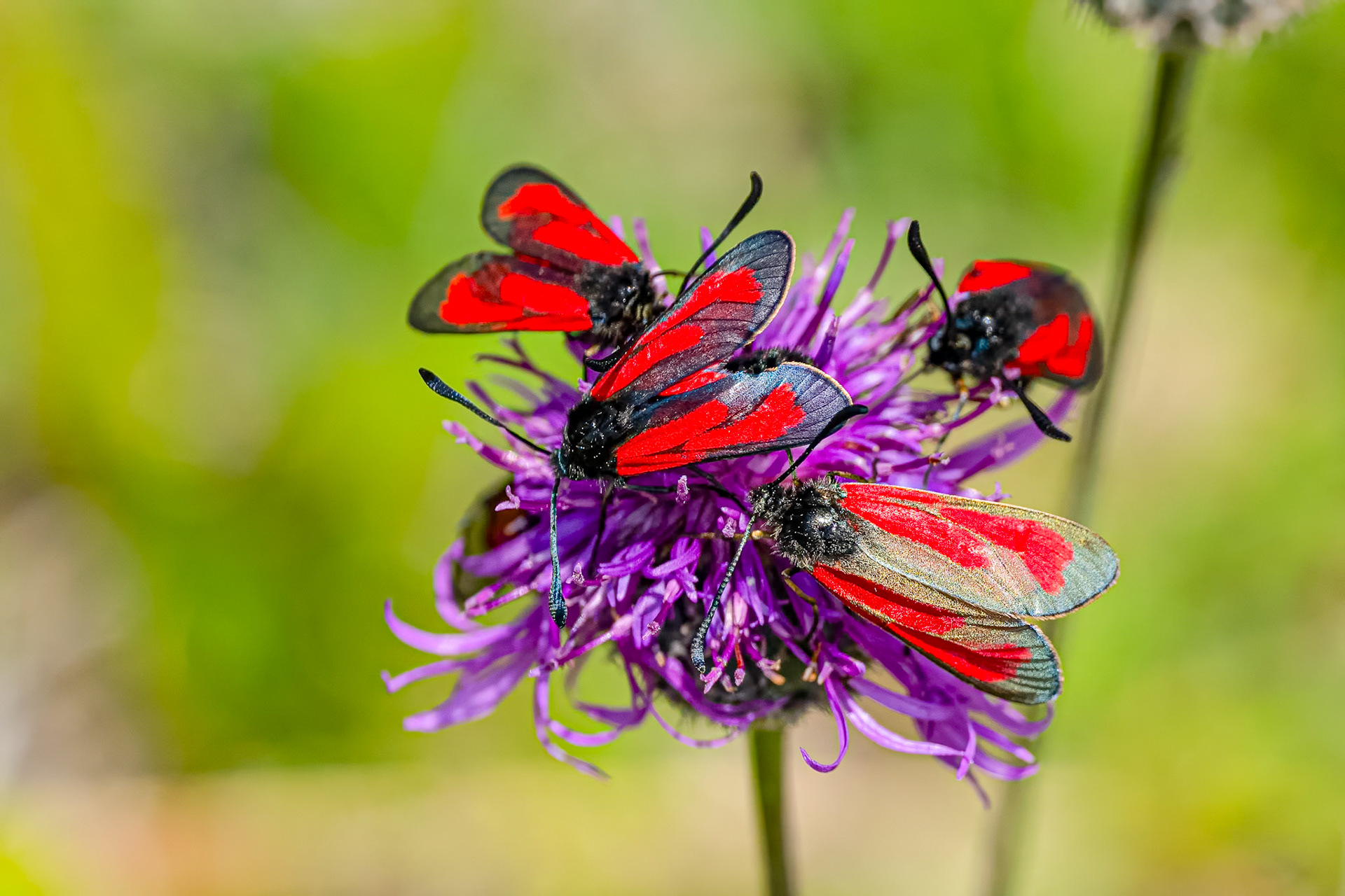 Timiankøllesværmer