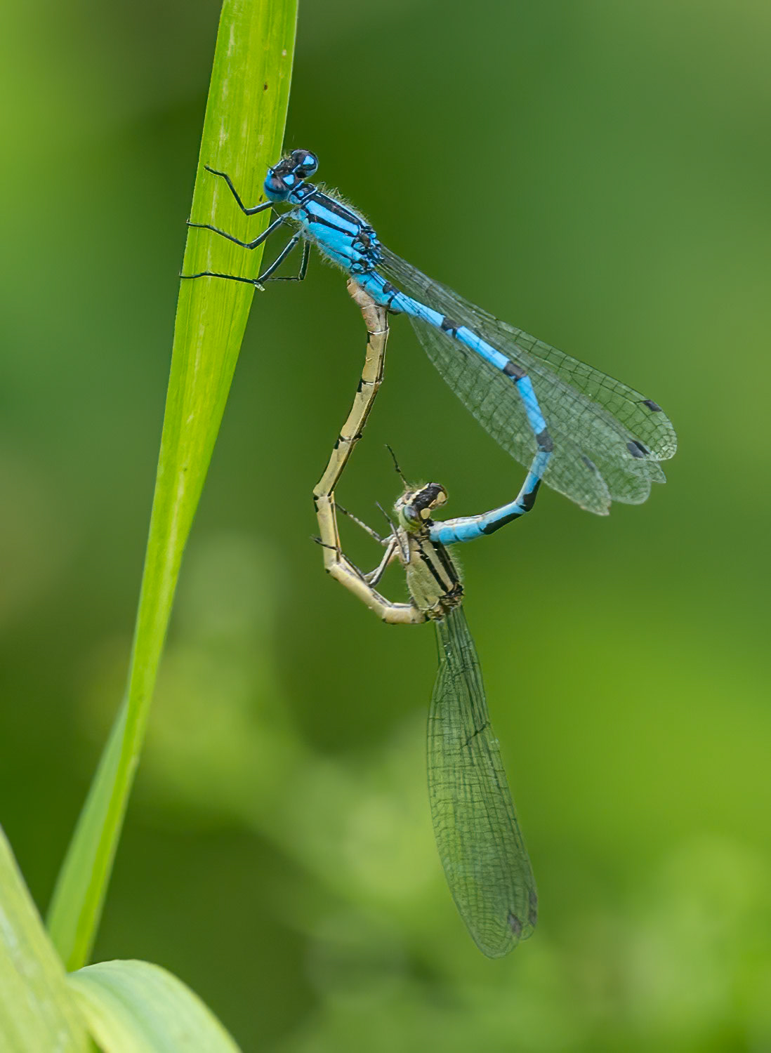 Almindelig vandnymfe