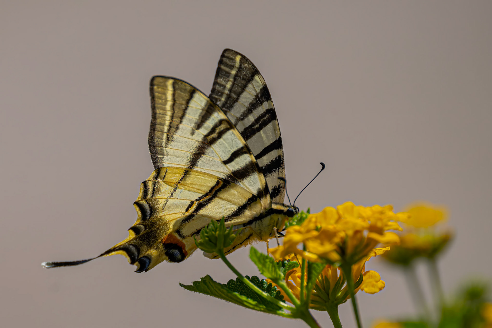 Sydeuropæisk svalehale