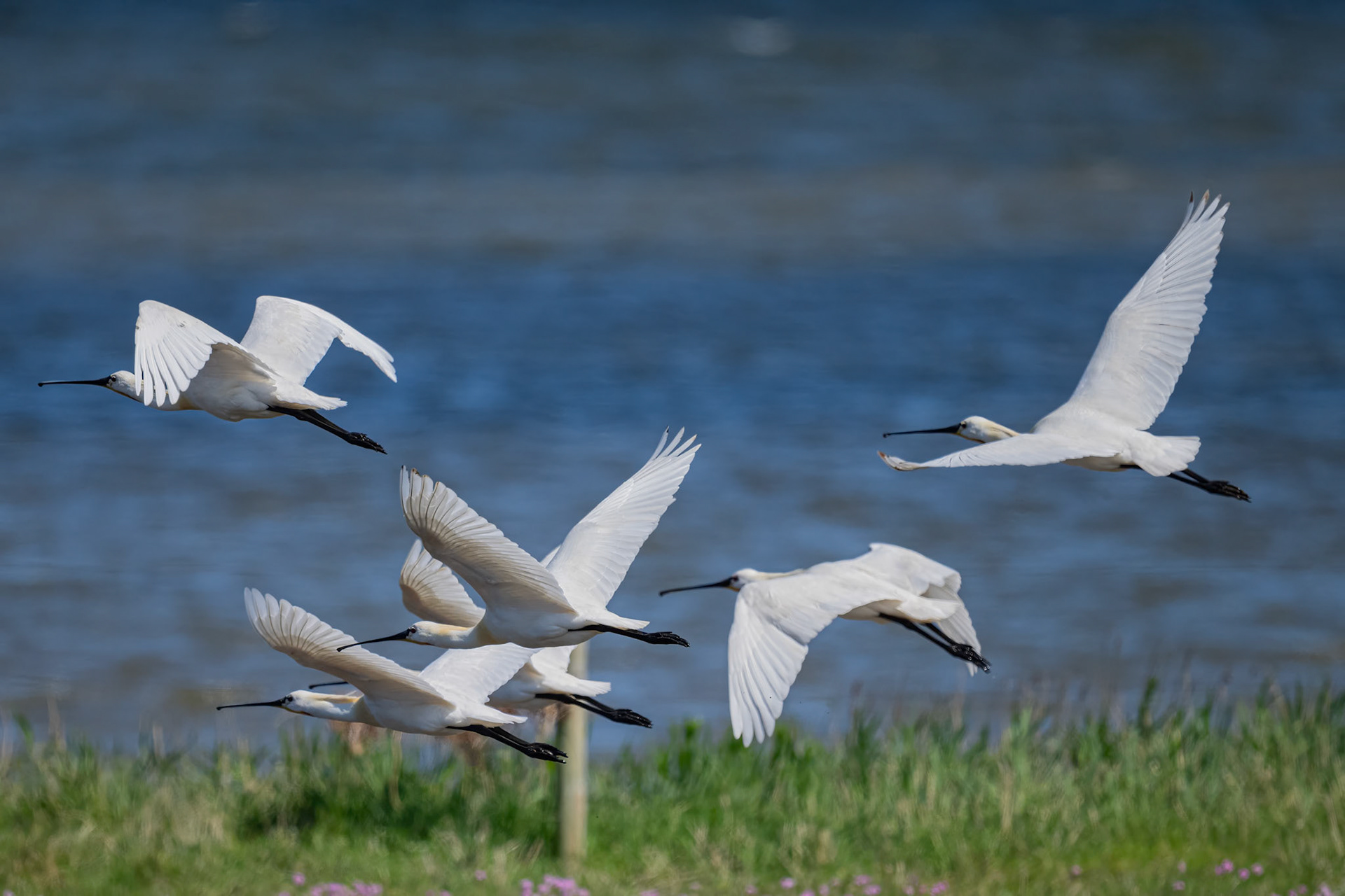 Skestork