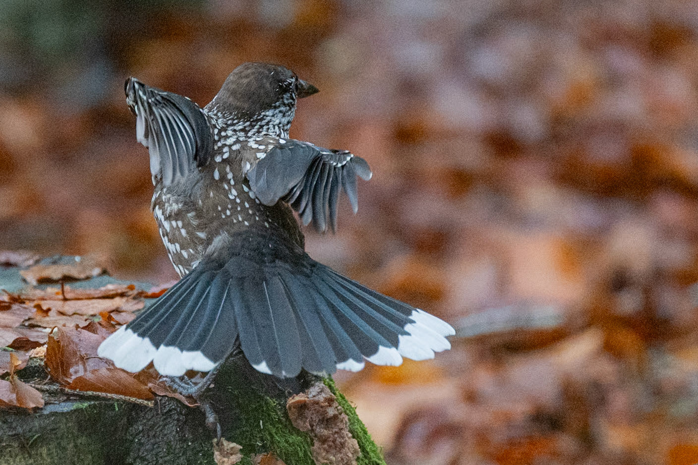Tyndnæbbet nøddekrige