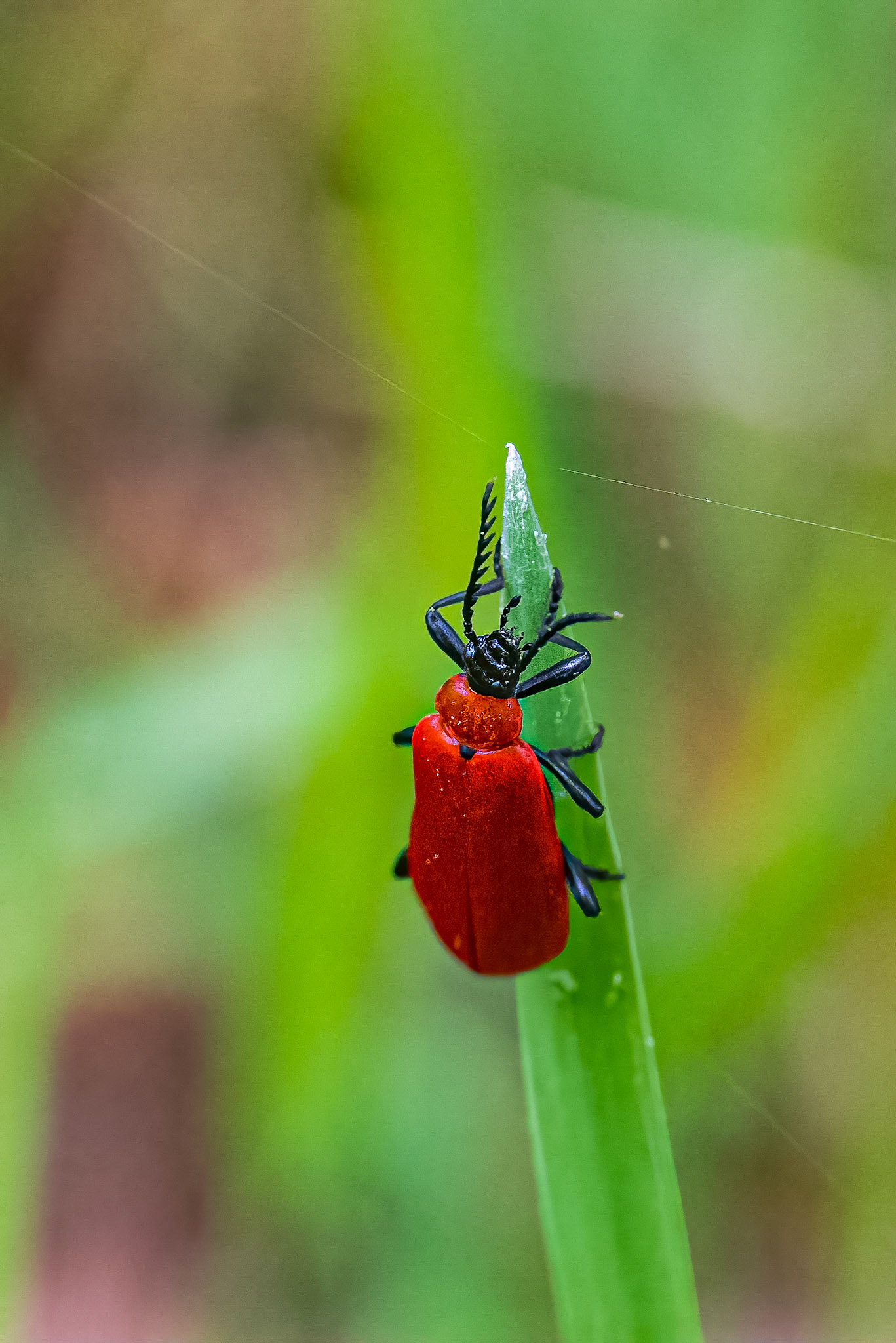 Sorthovedet kardinalbille