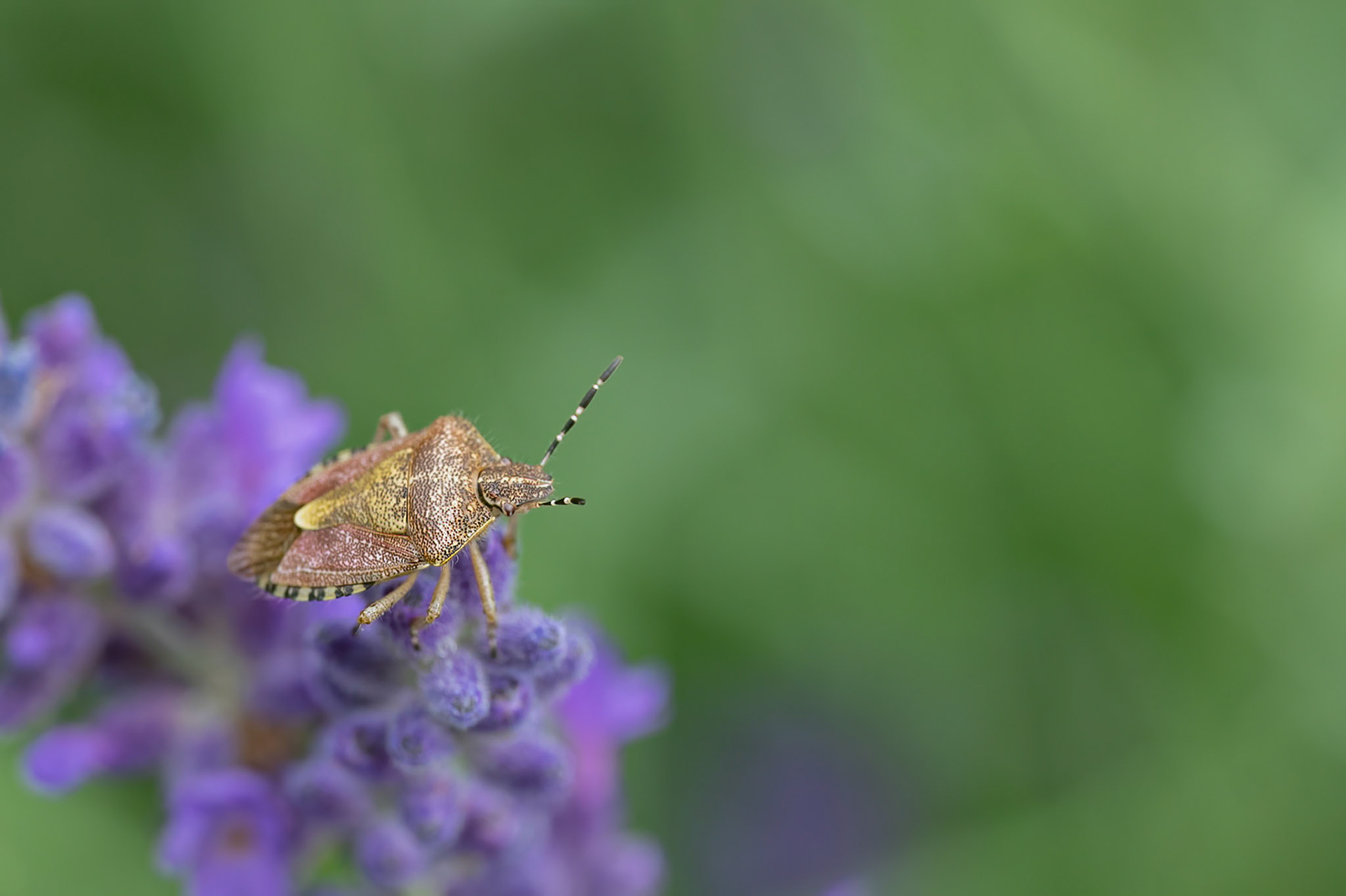 Almindelig bærtæge
