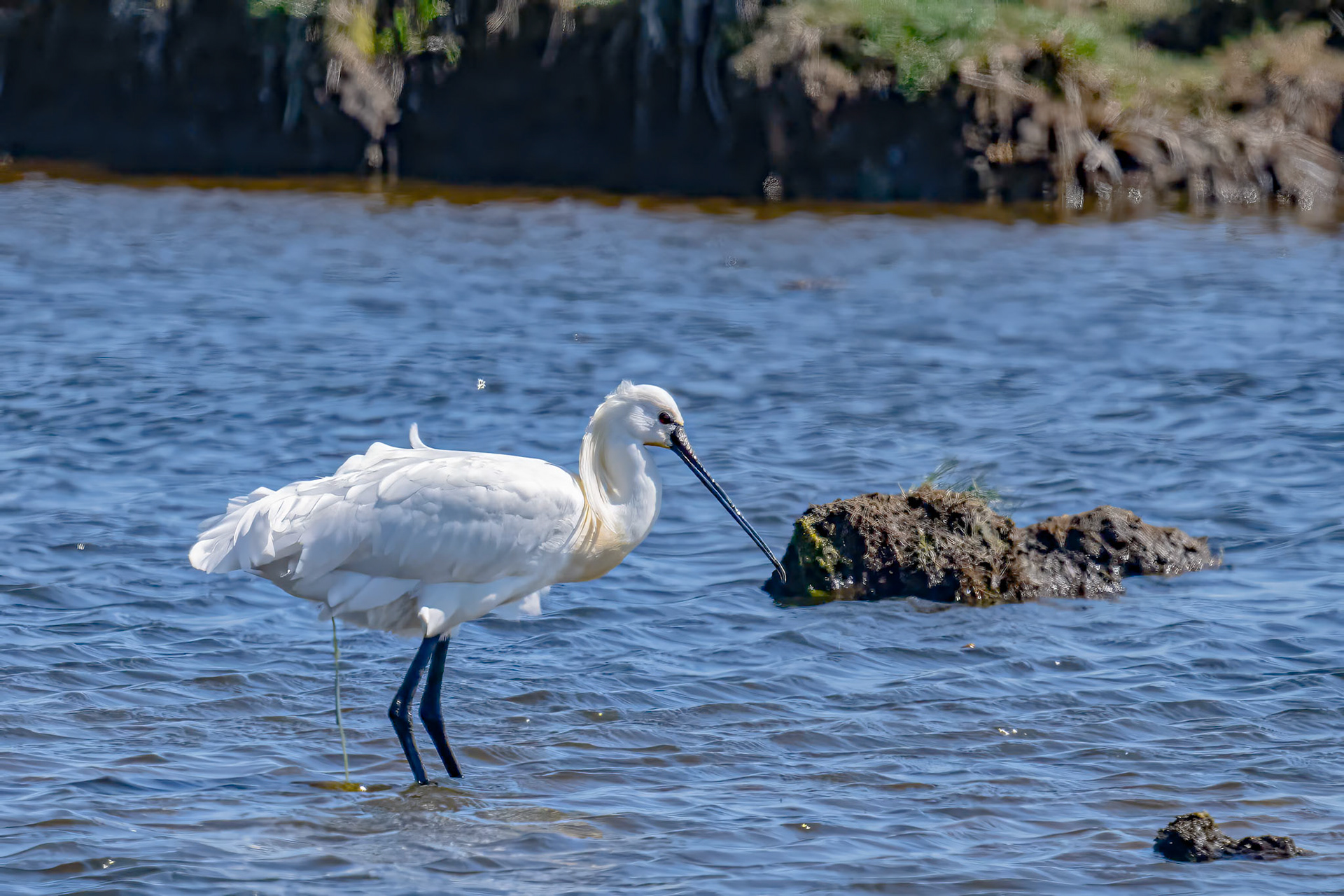 Skestork