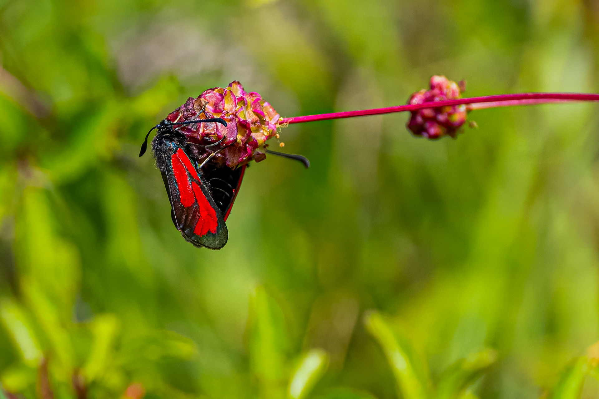 Timiankøllesværmer