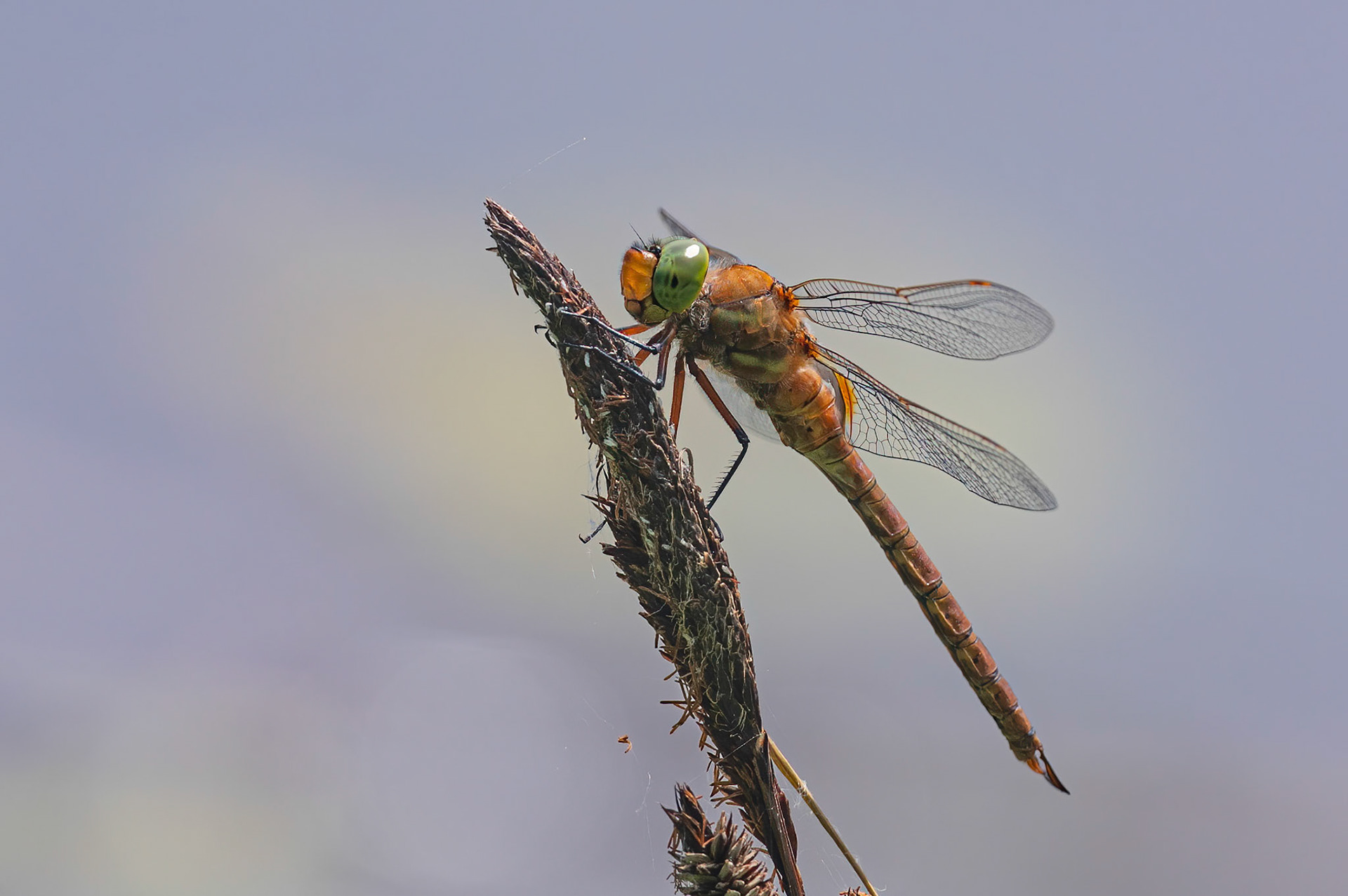 Kileplet-mosaikguldsmed