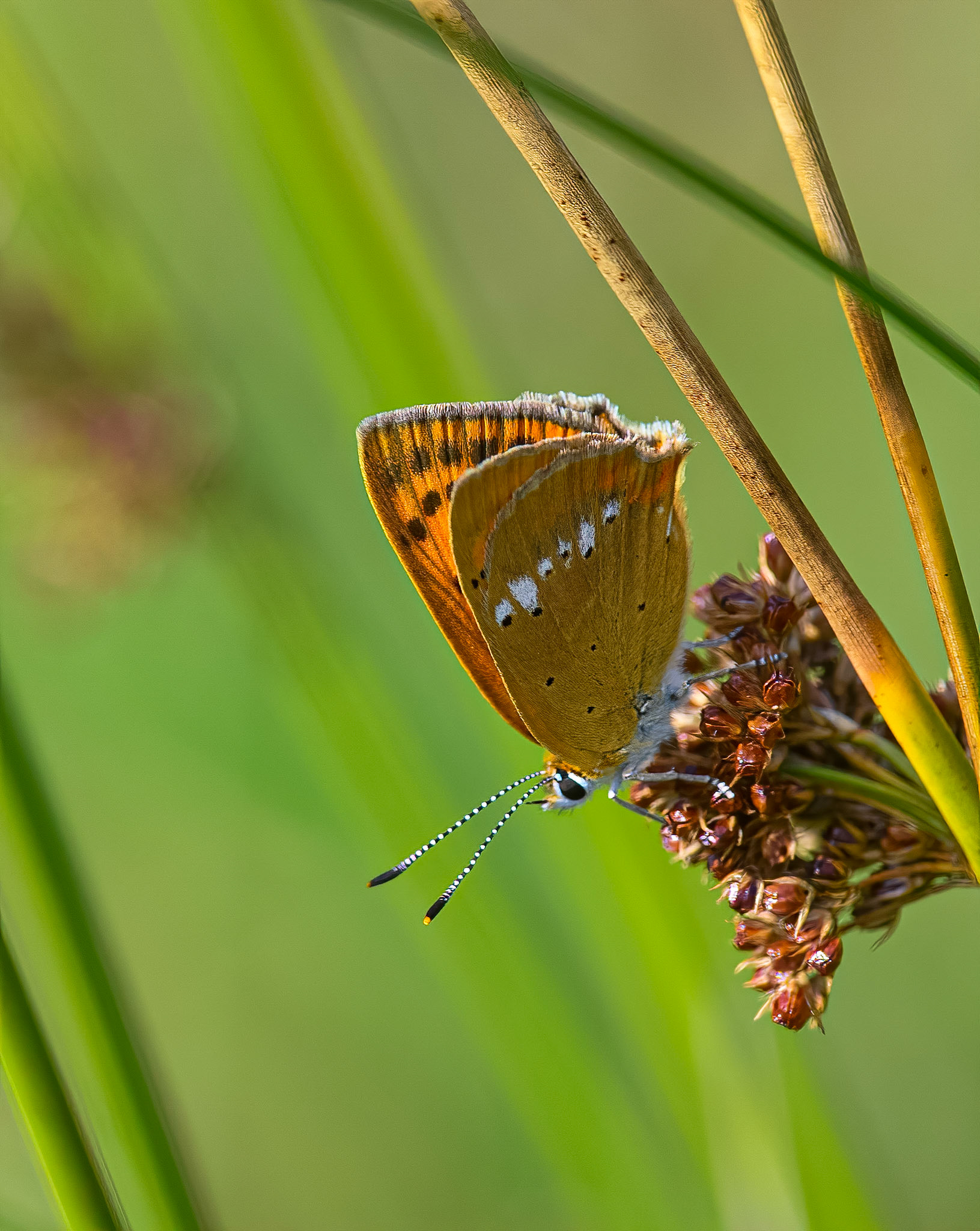 Dukatsommerfugl