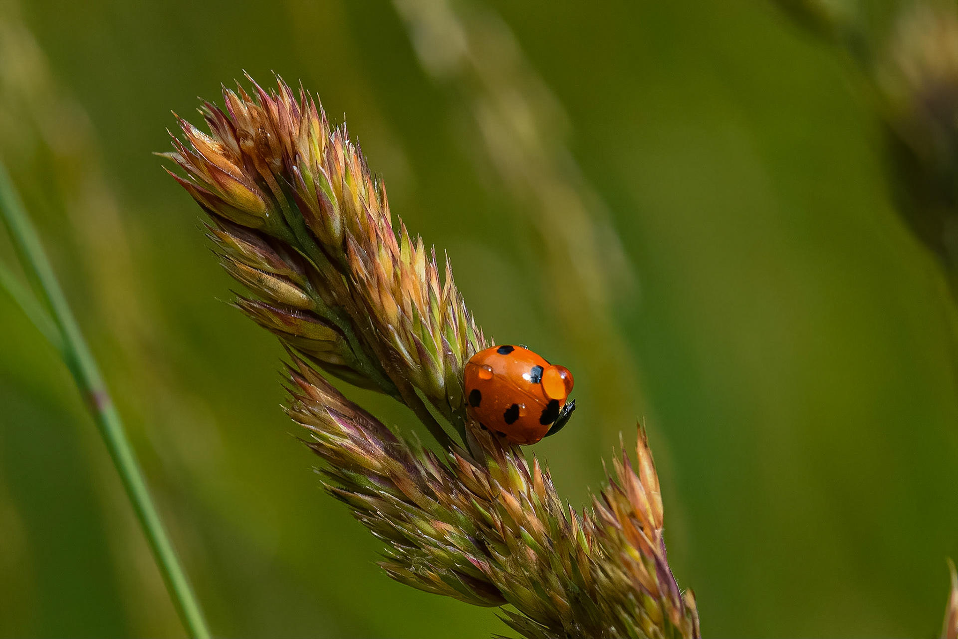 7 plettet mariehøne