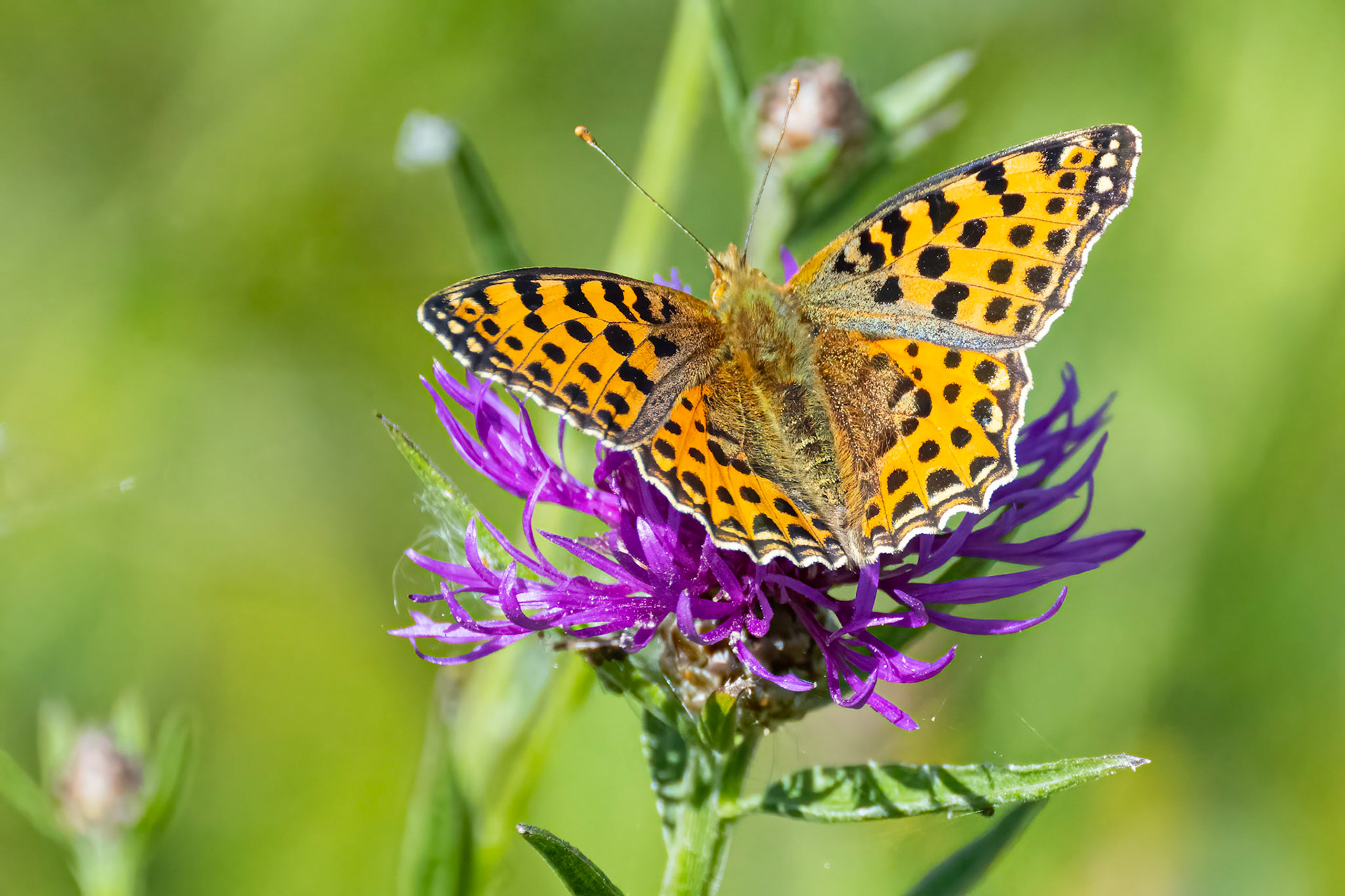 Storplettet perlemorsommerfugl