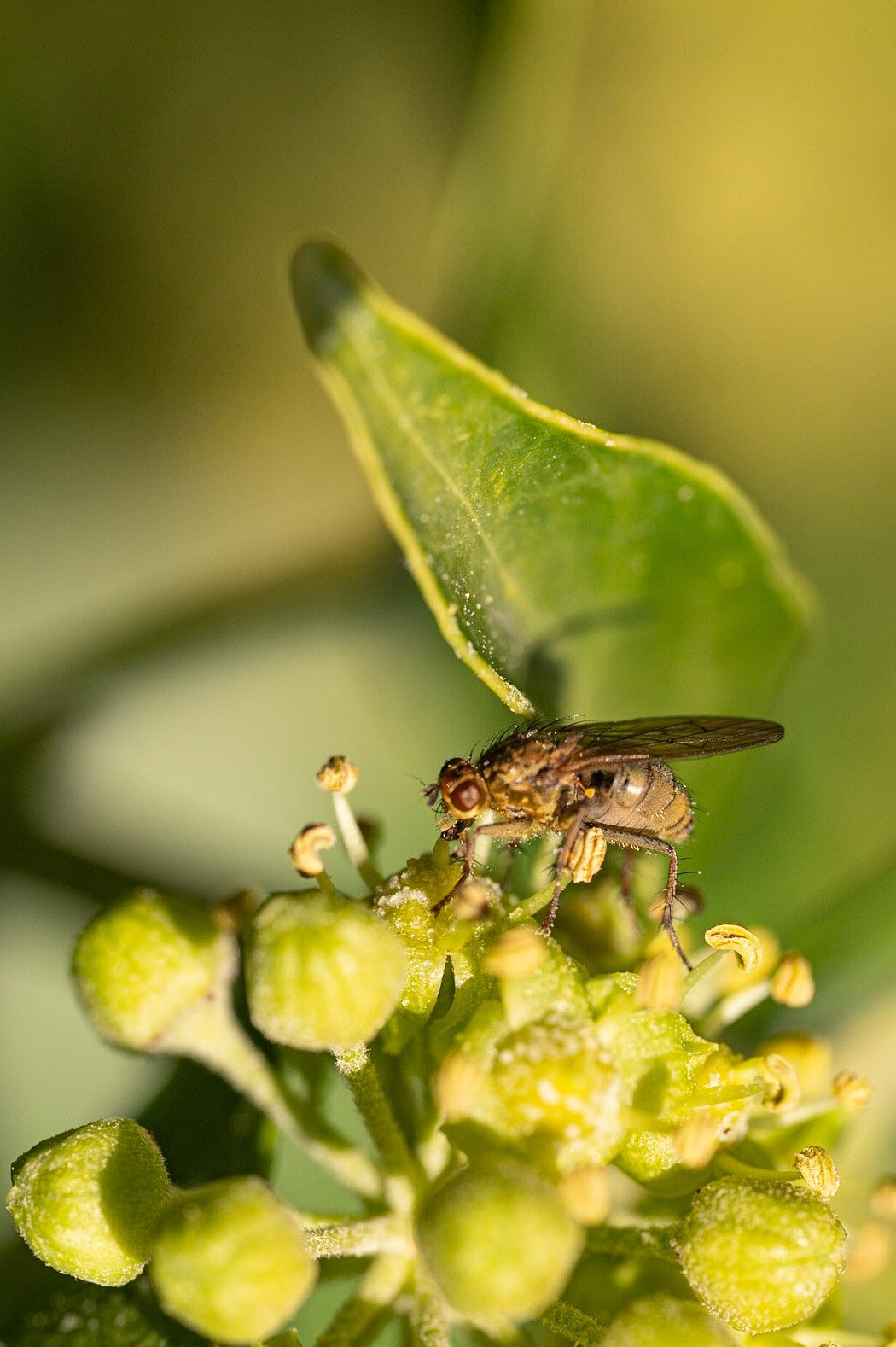 Almindelig gødningsflue