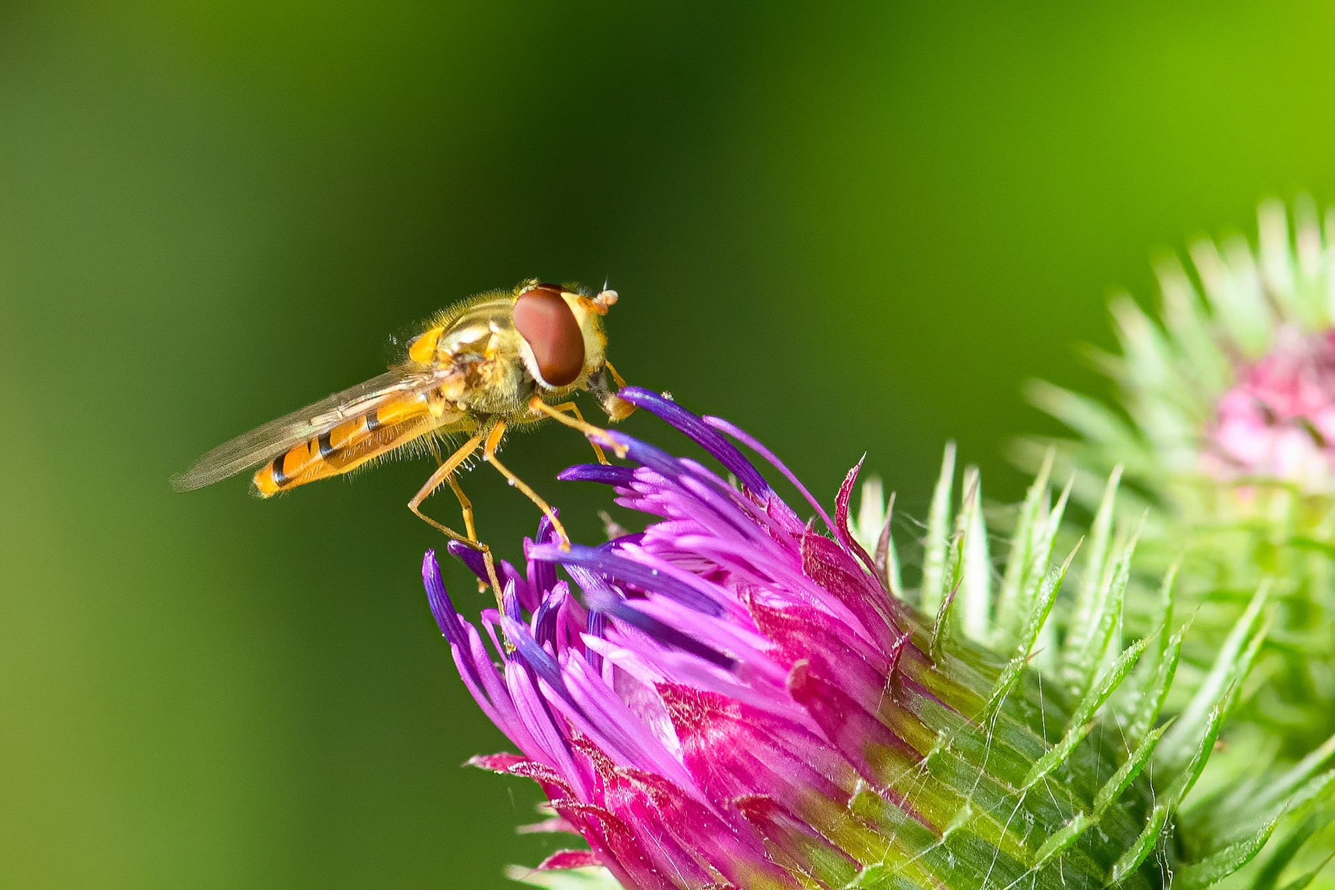 Dobbeltbåndet svirreflue