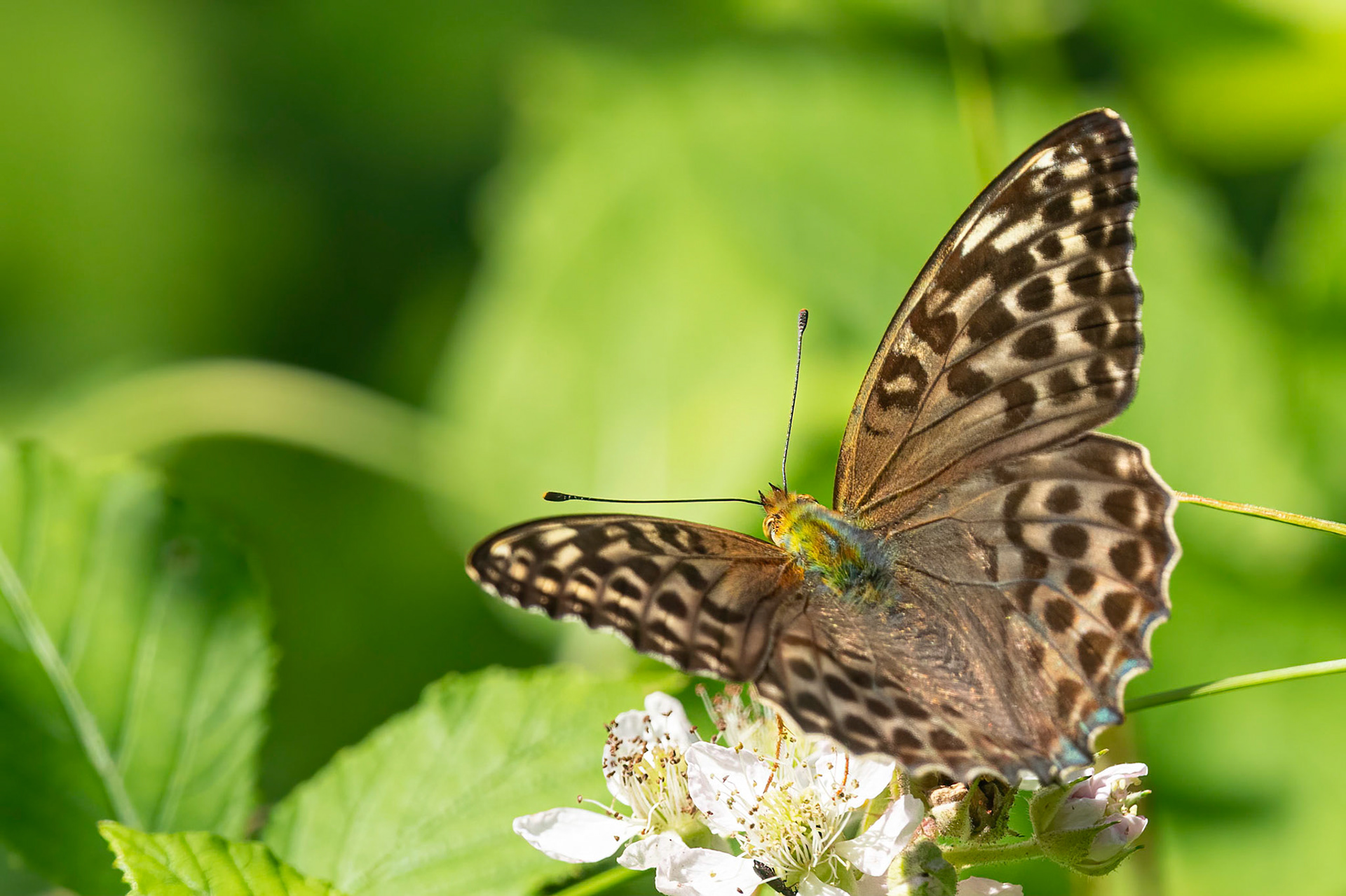 Kejserkåbe, Valesina