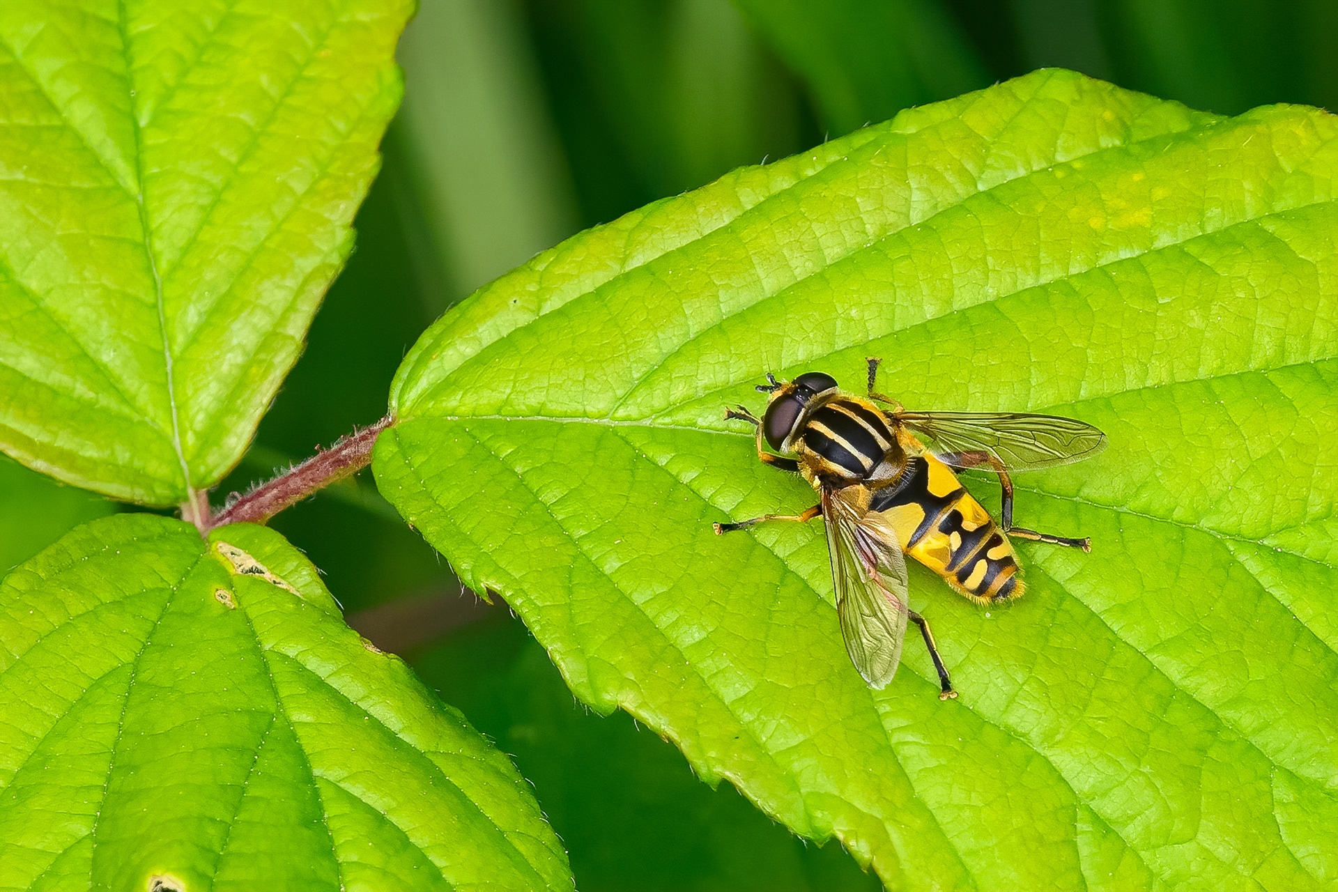 Almindelig sumpsvirreflue