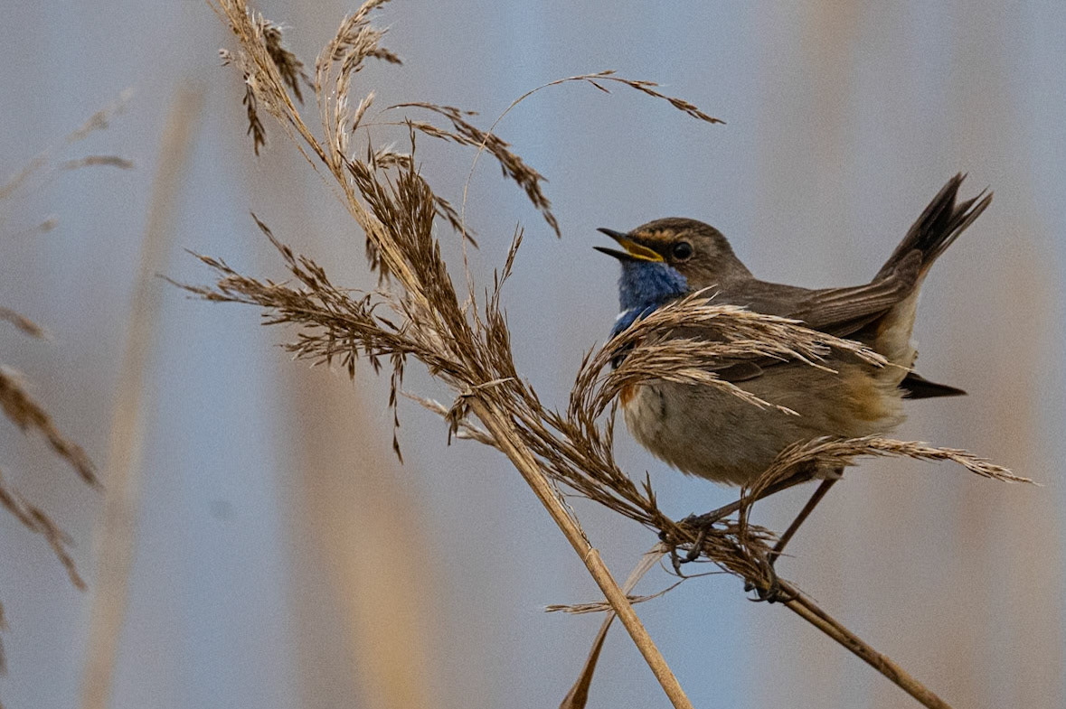 Blåhals