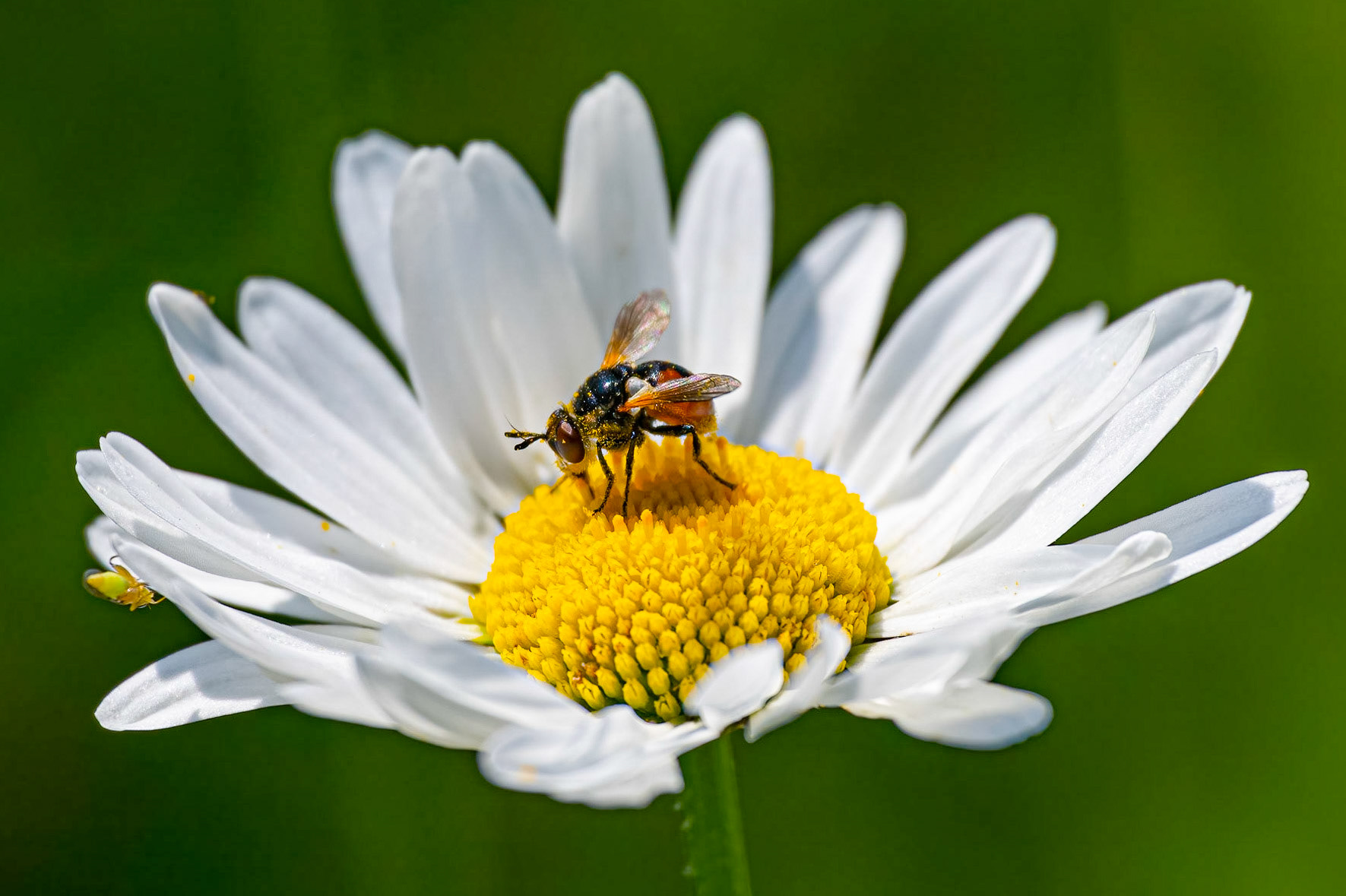 Gymnosoma sp.