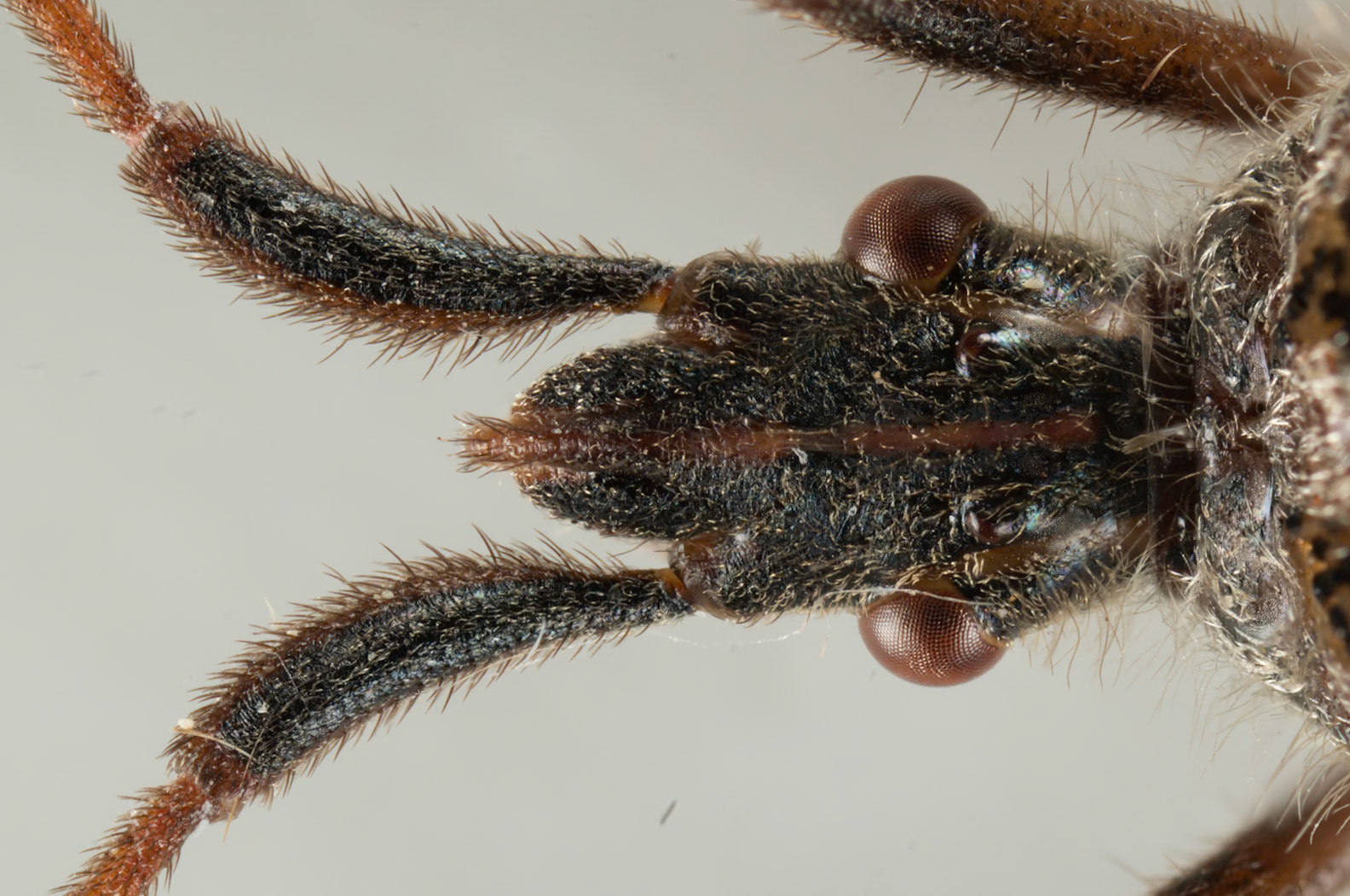 Amerikansk fyrretæge