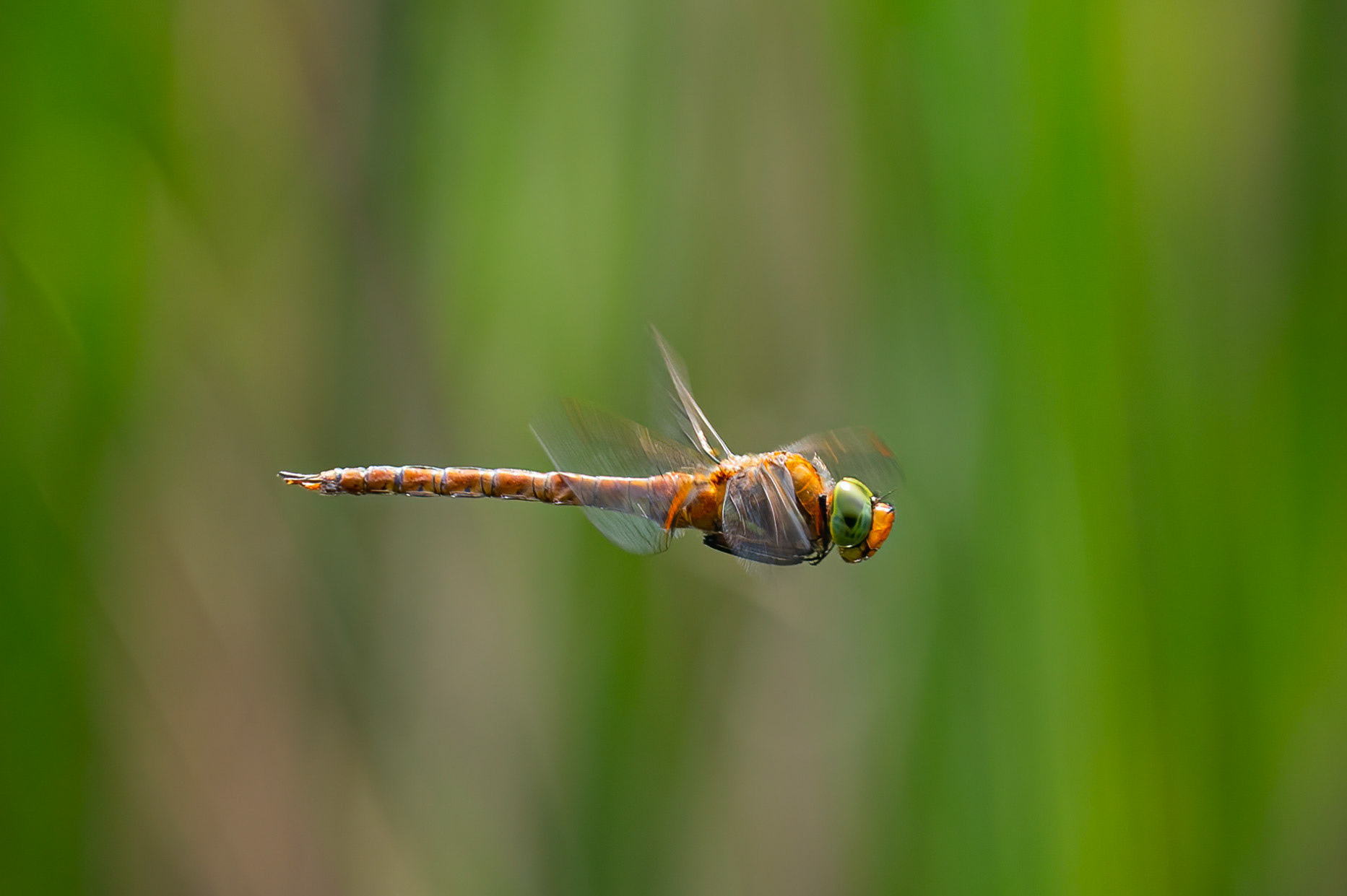 Kileplet-mosaikguldsmed