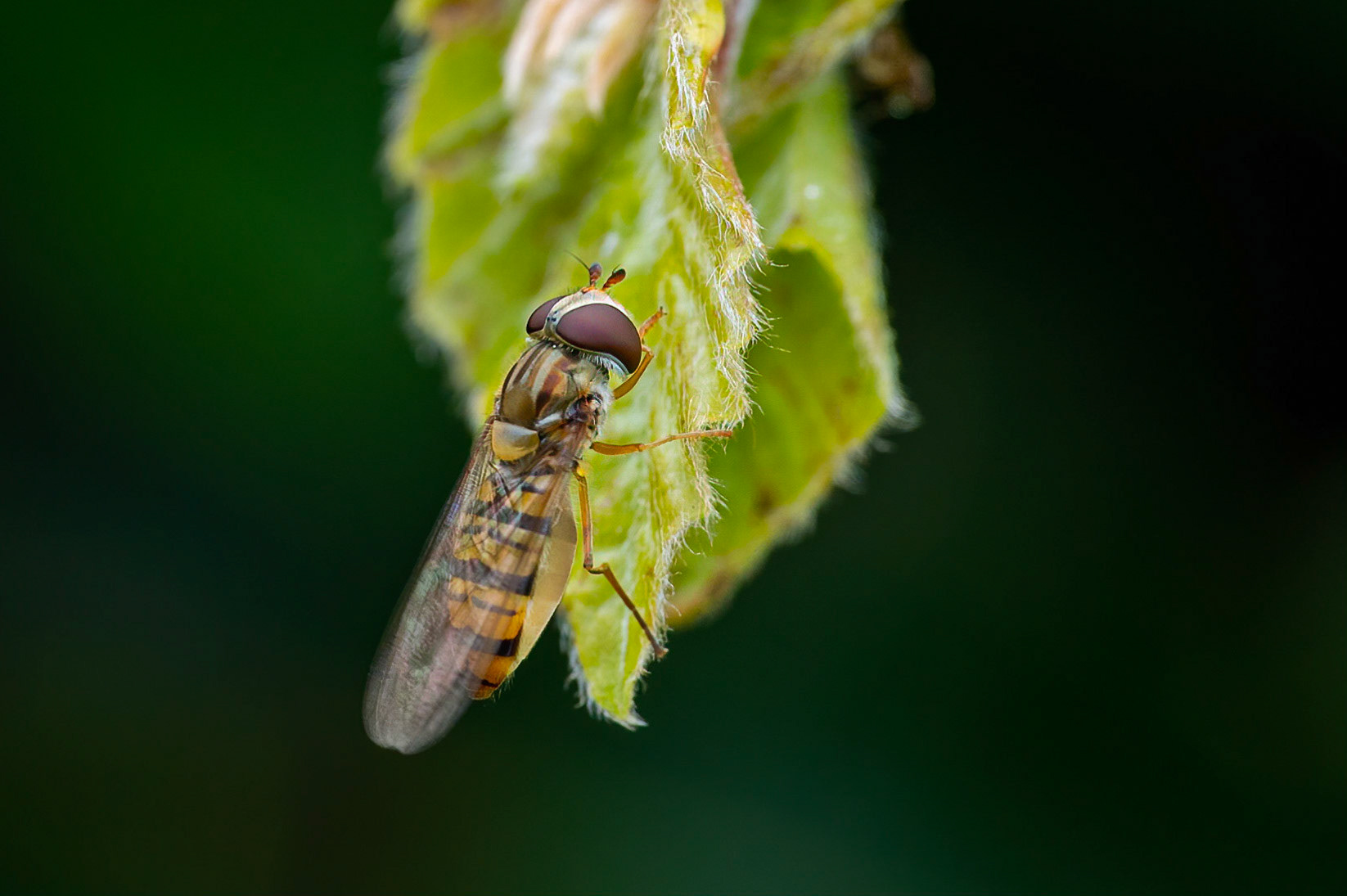 Dobbeltbåndet svirreflue