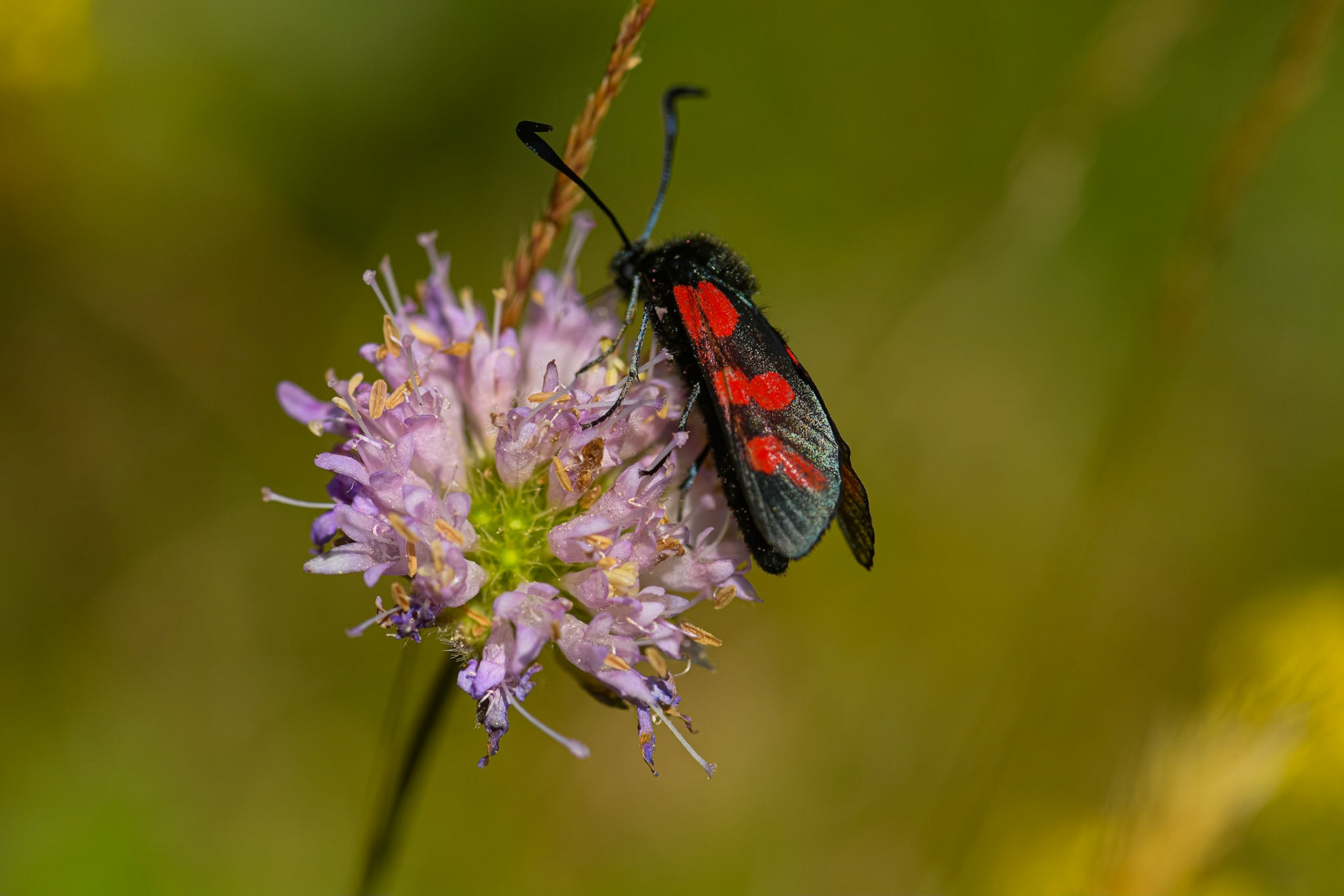 6-plettet køllesværmer