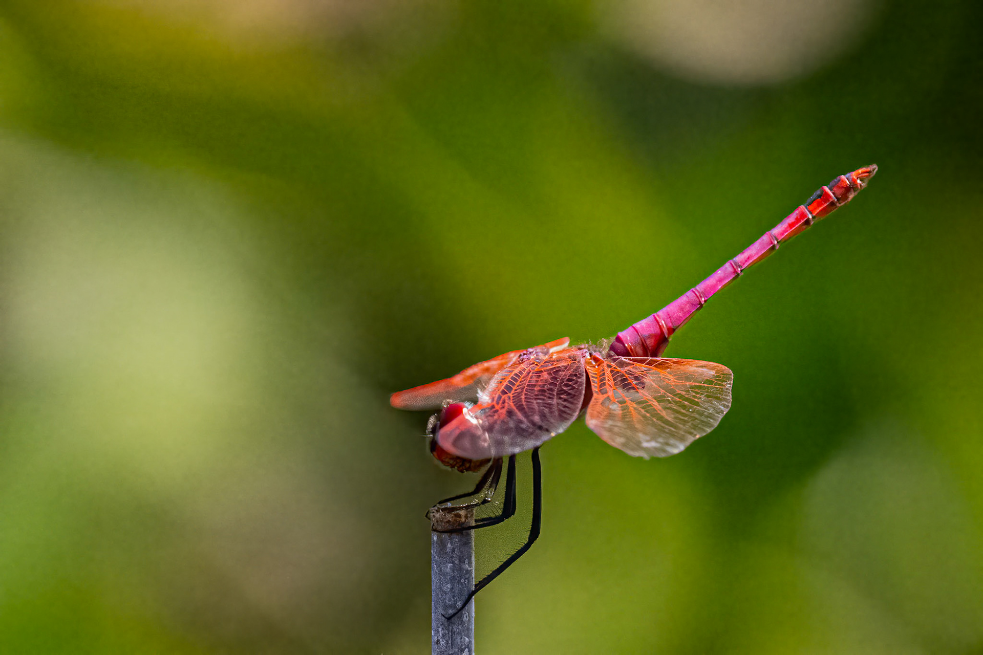 Trithemis annulata
