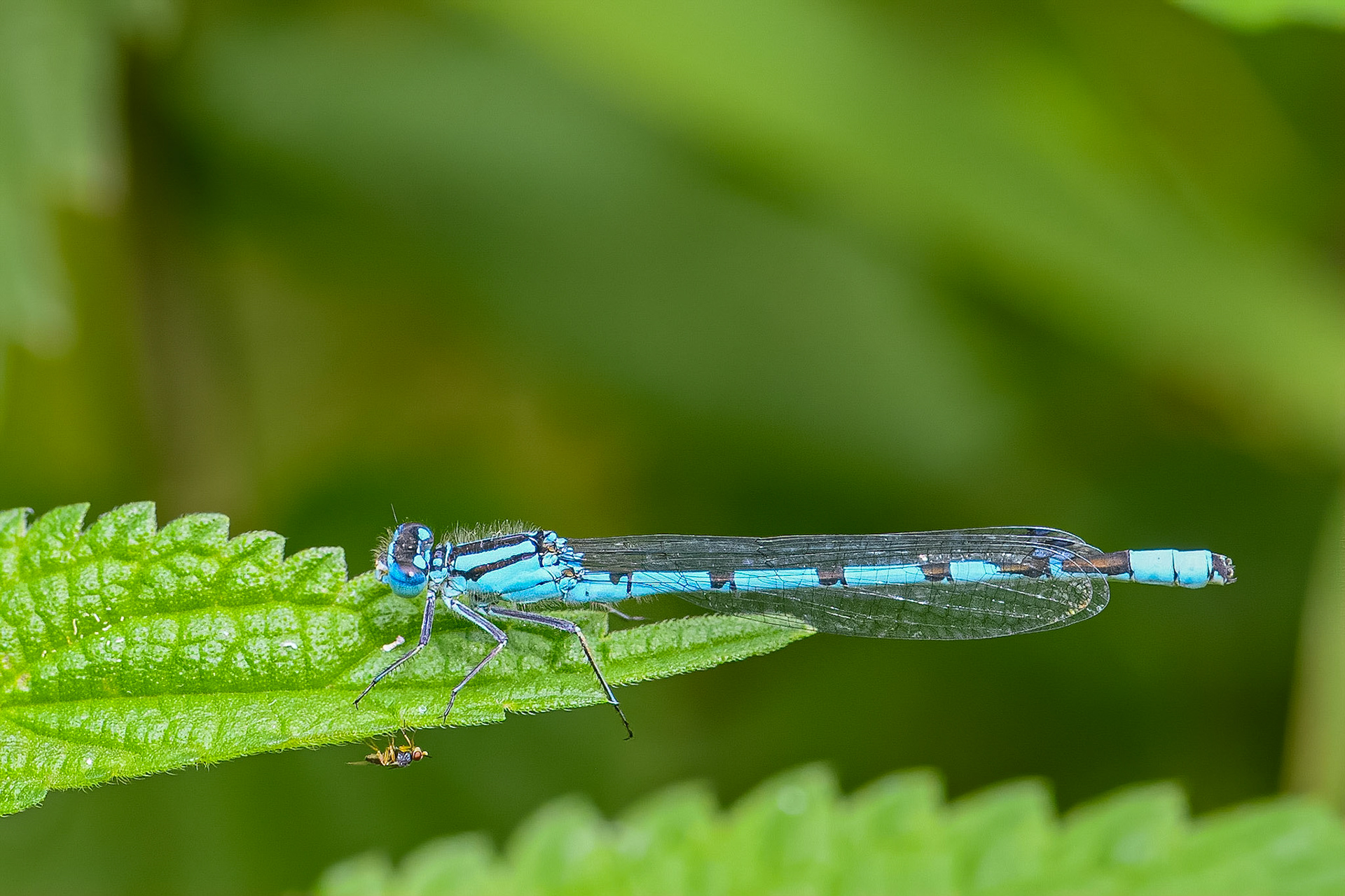Almindelig vandnymfe