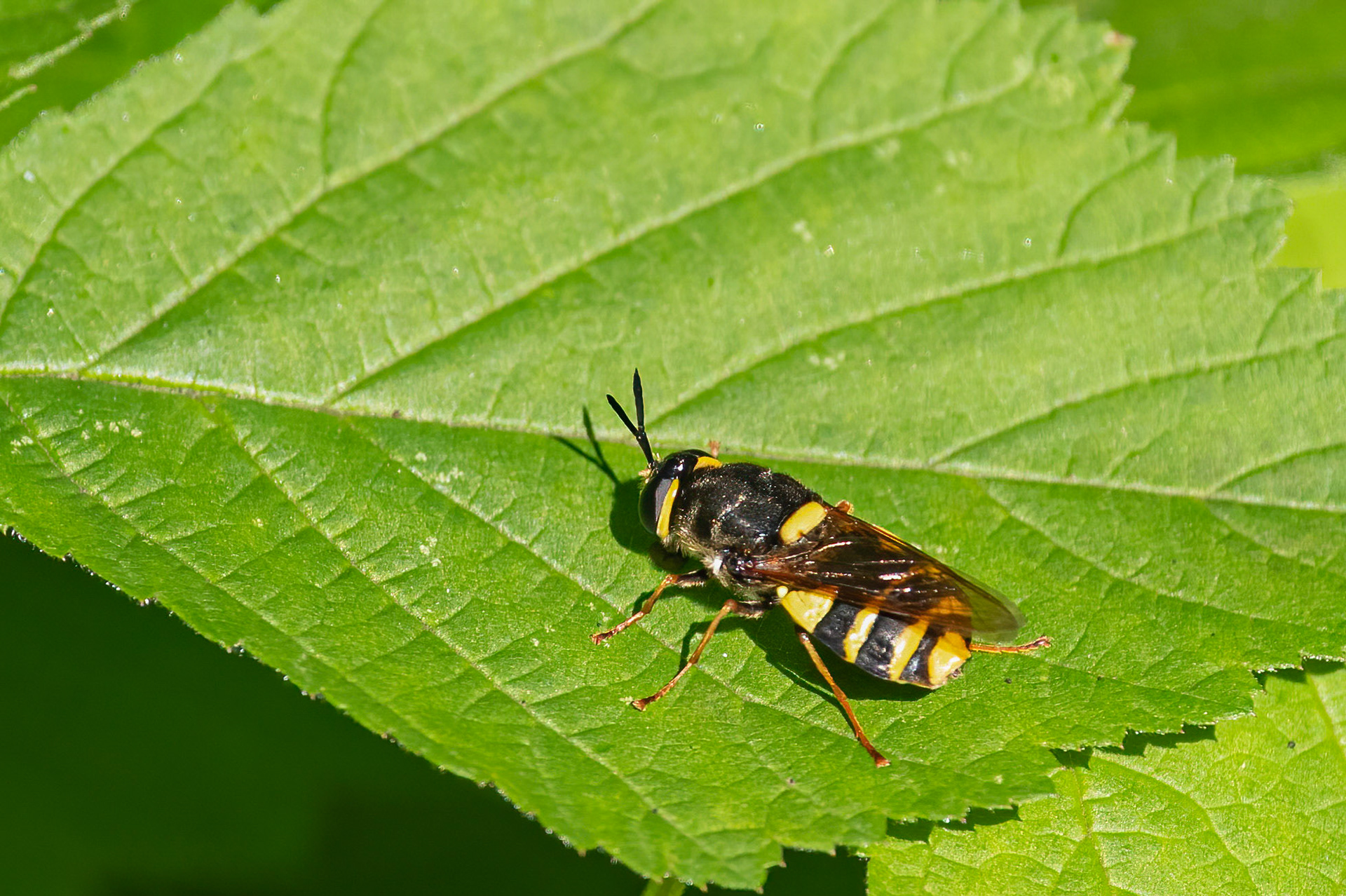 Gulbåndet pragtvåbenflue