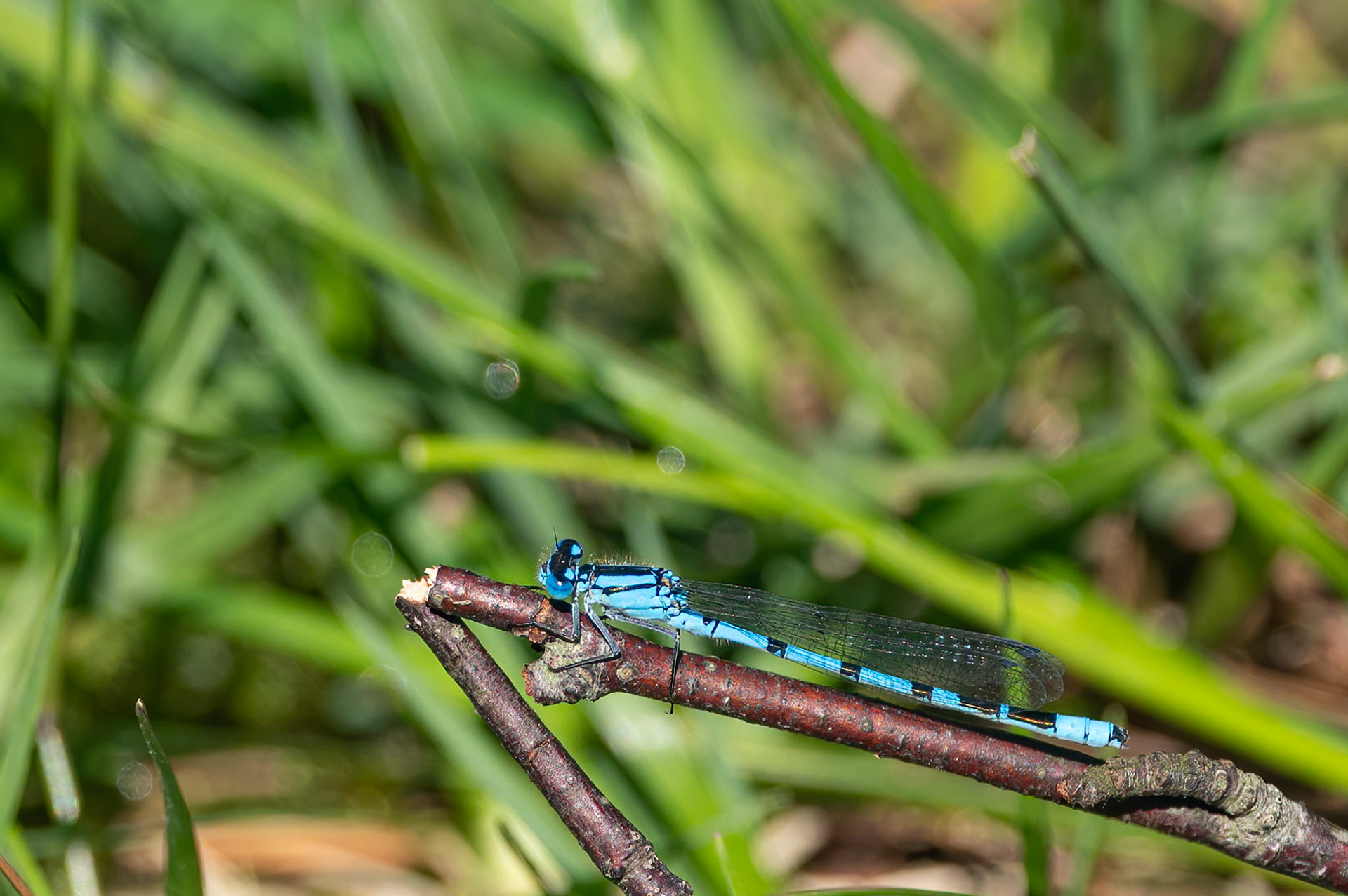 Almindelig vandnymfe