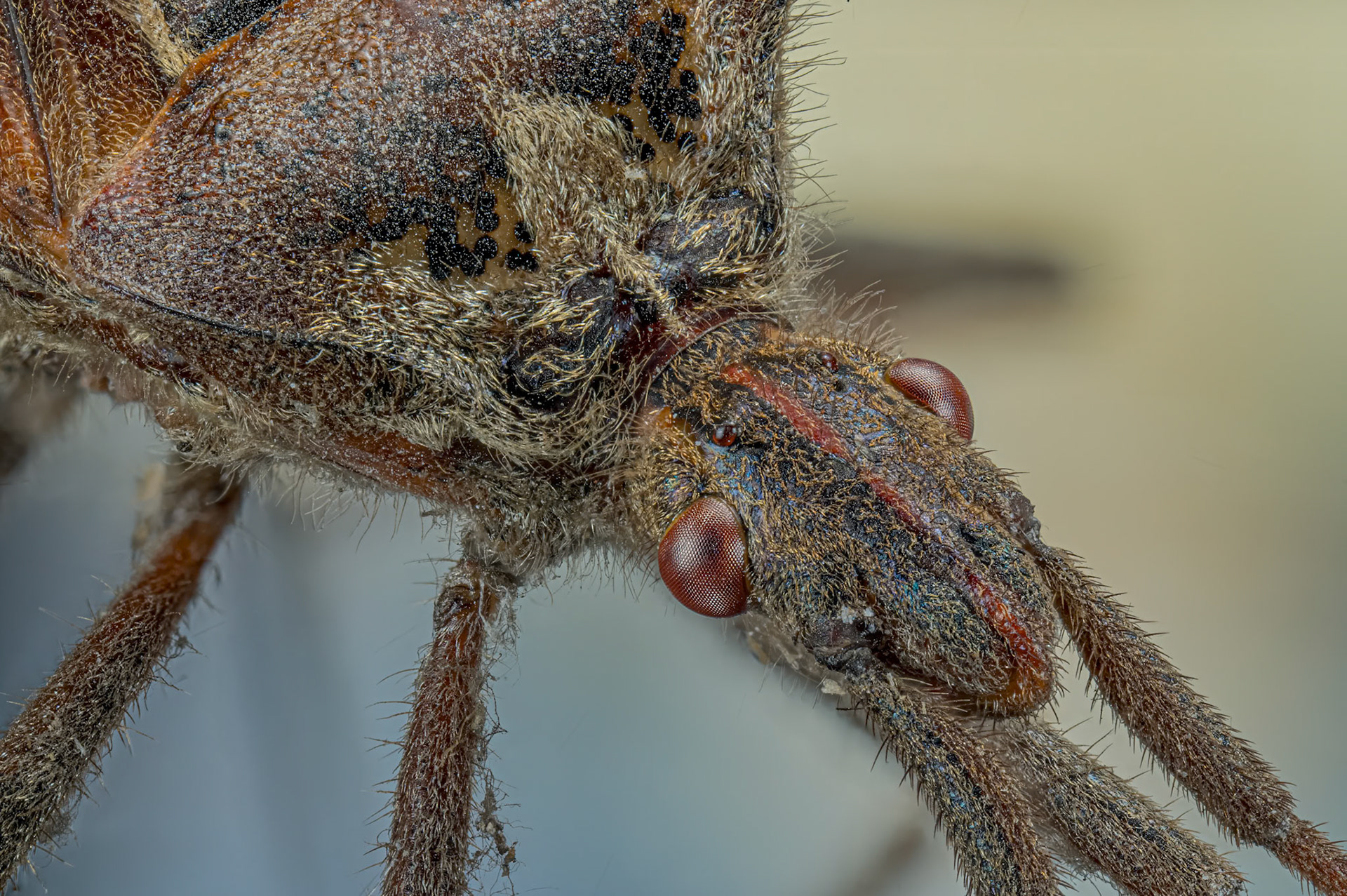 Amerikansk fyrretæge