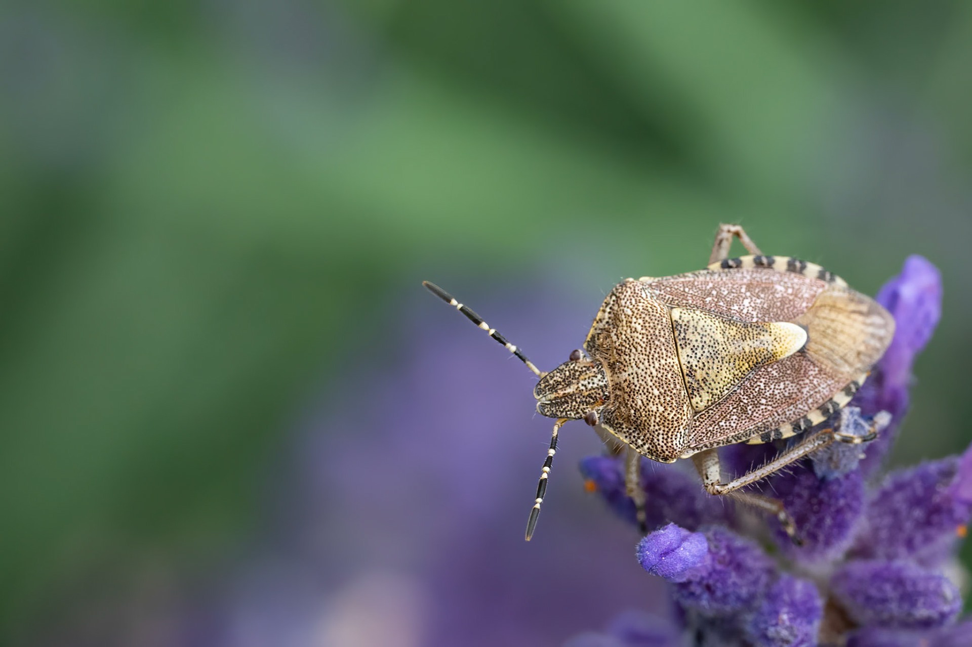 Almindelig bærtæge