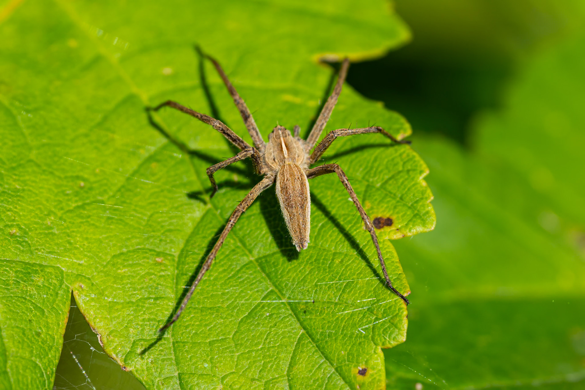 Almindelig rovedderkop